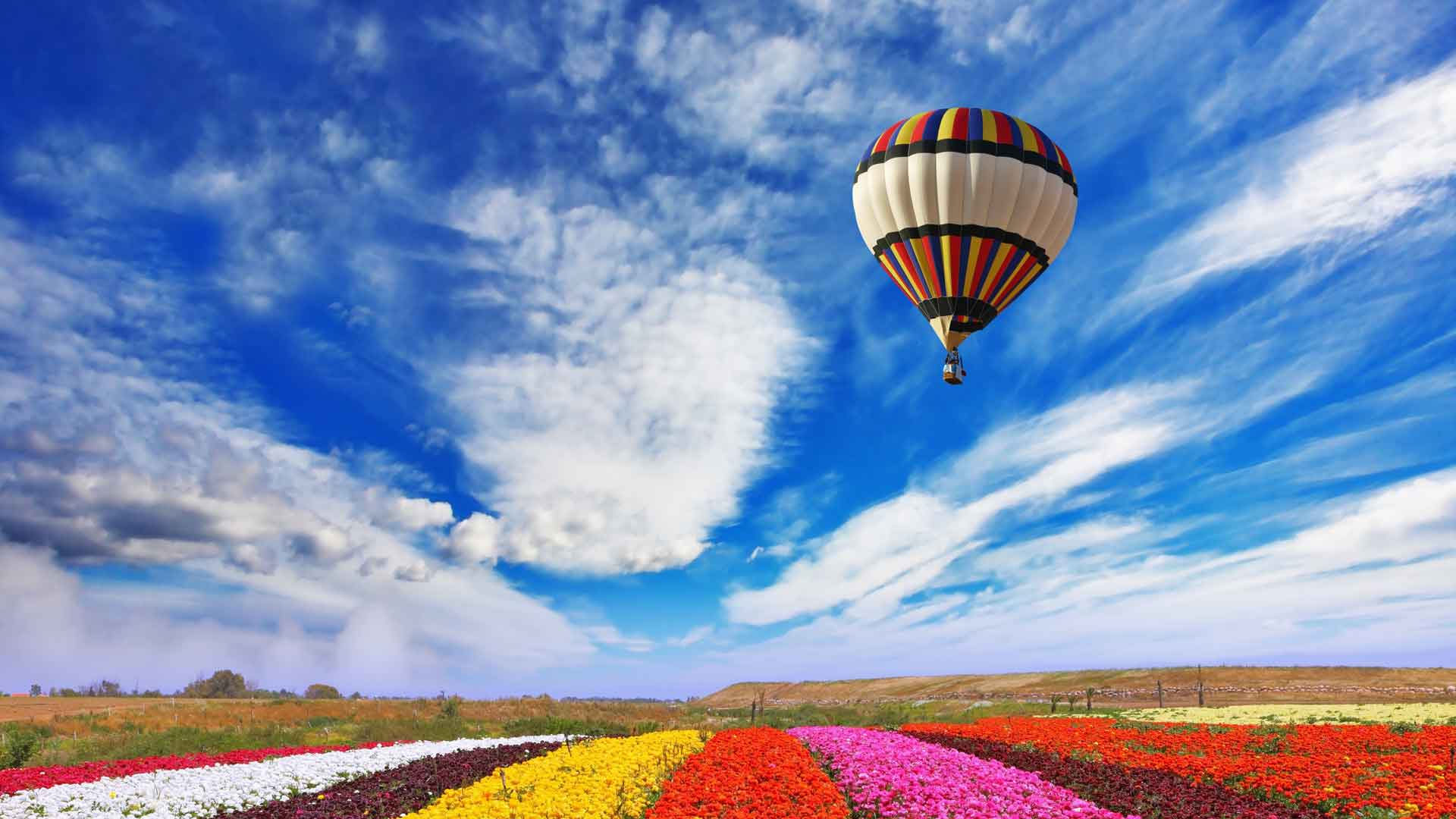 花田上空的气球