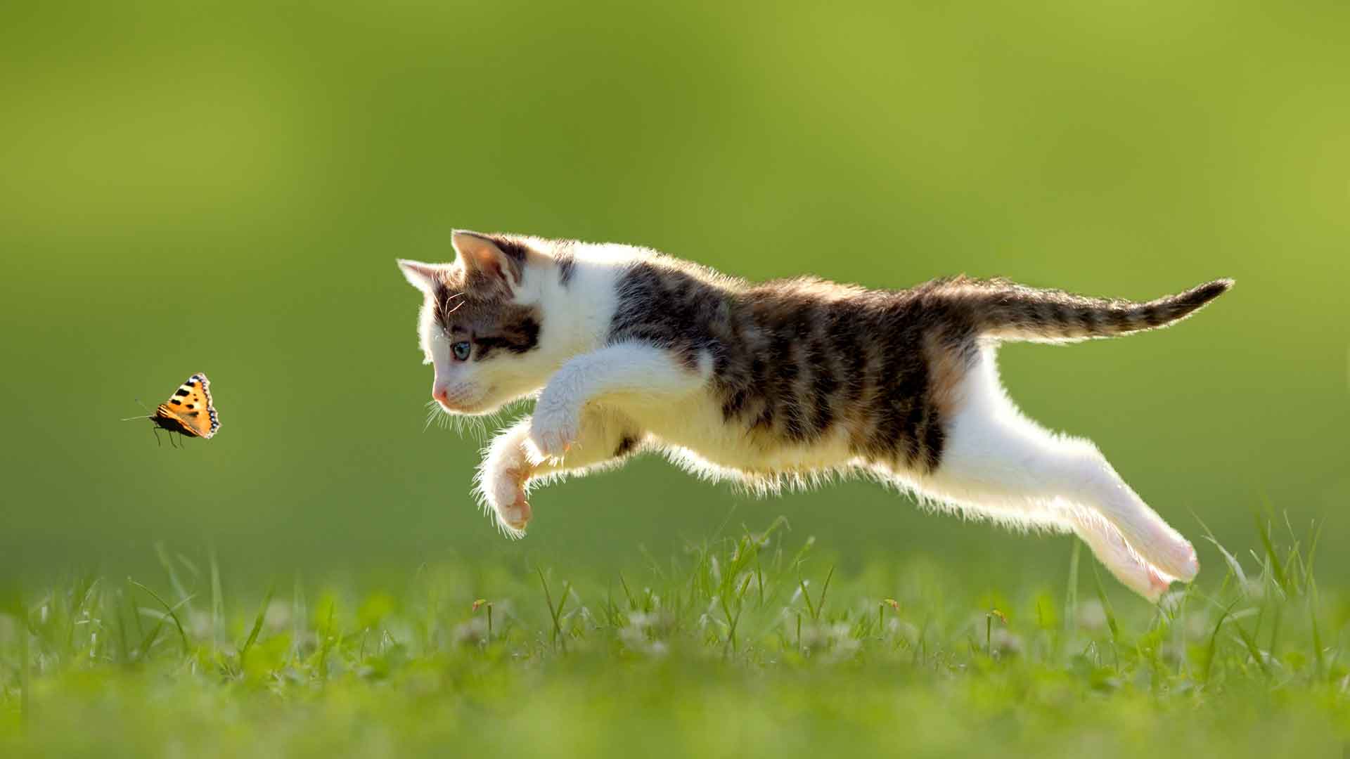 猫咪追蝴蝶