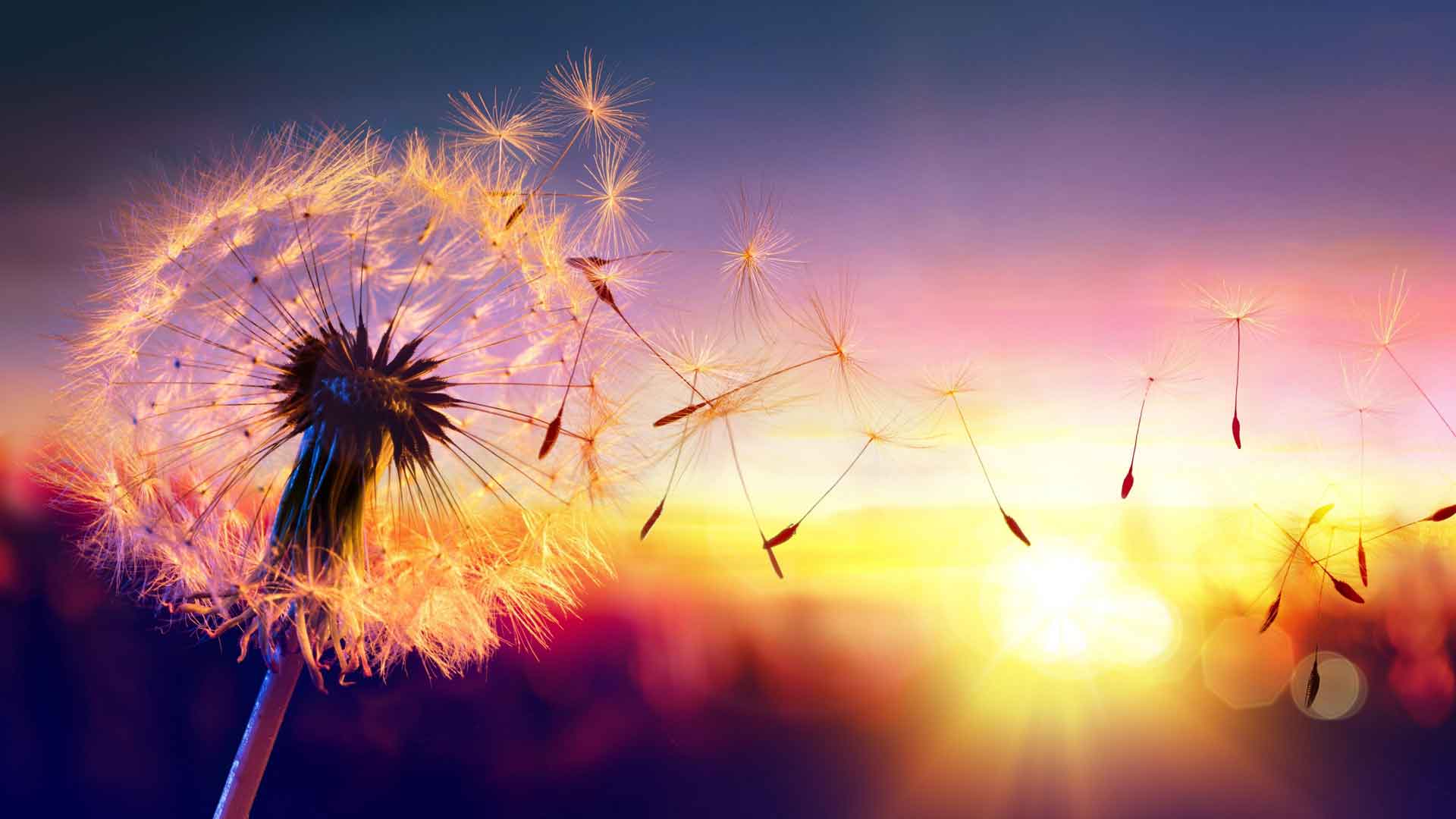 日落中的蒲公英种子