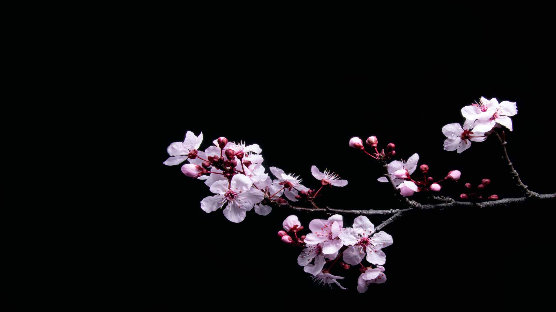 OLED黑色樱花壁纸