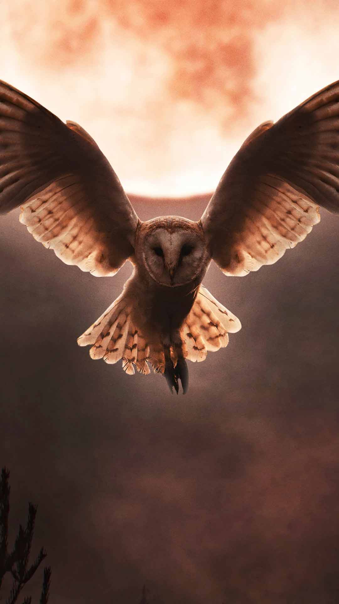 猫头鹰与背景的月亮手机壁纸