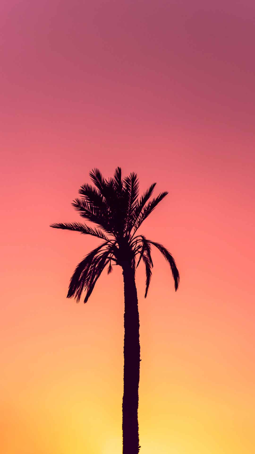 棕榈树壁纸