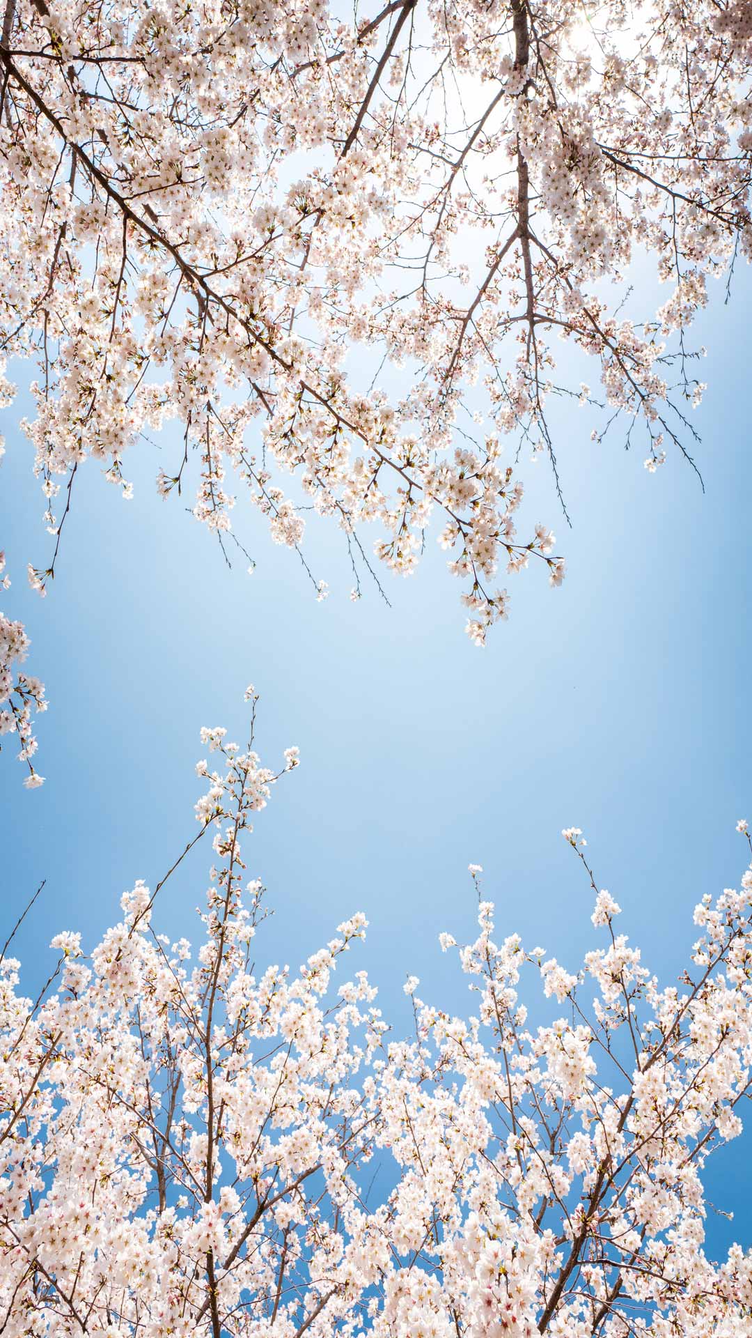 天蓝色粉色樱花壁纸