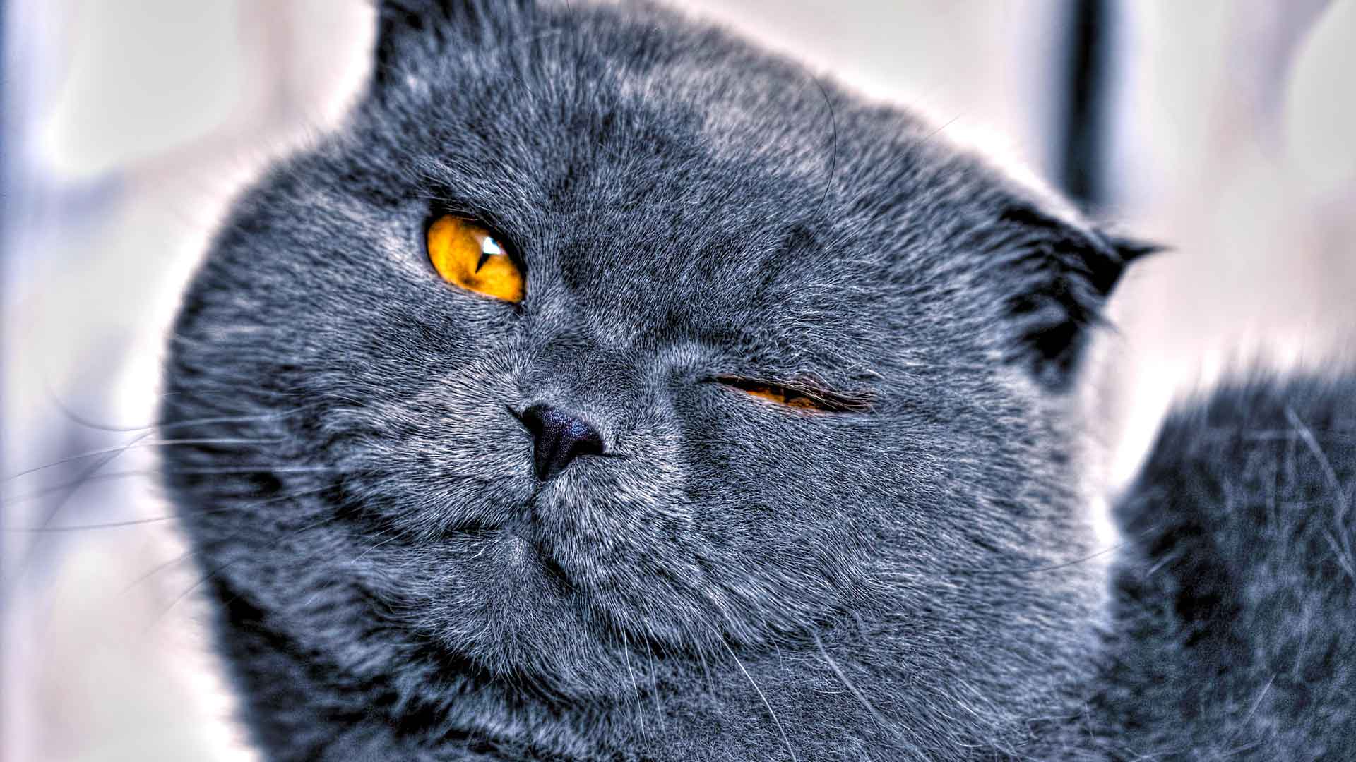 眨眼的猫