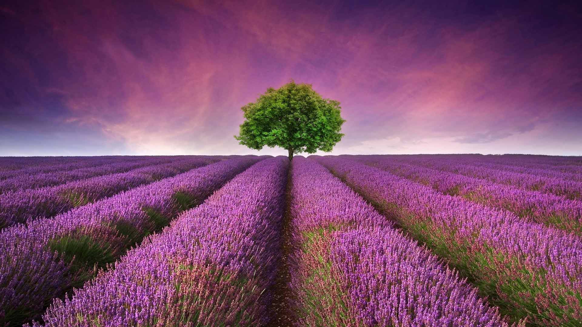 花树 薰衣草 自然风光 风景 地平线 4K壁纸