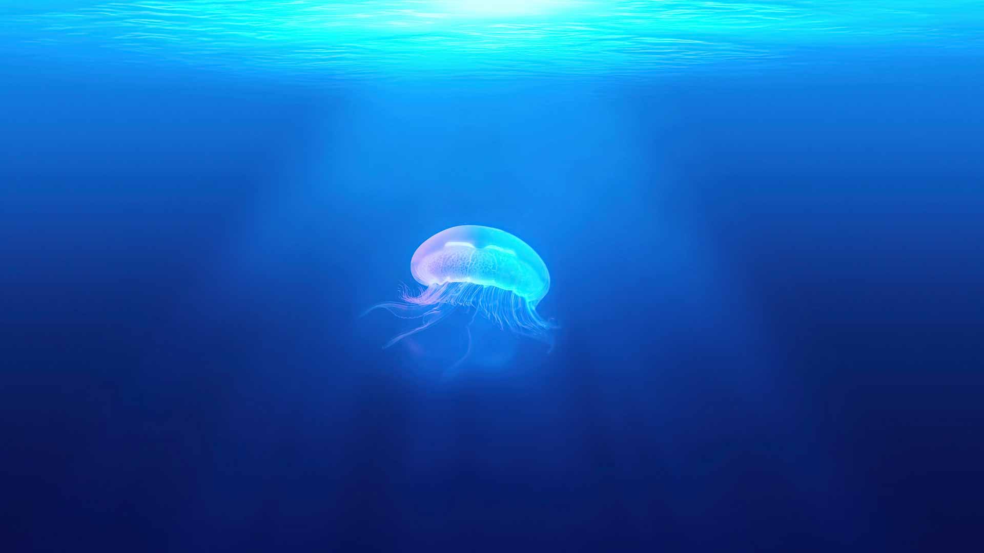 水下水母 4K壁纸