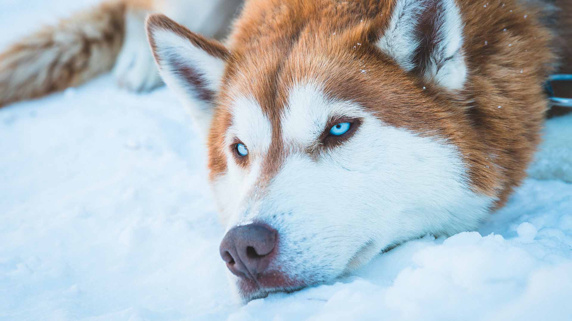 西伯利亚哈士奇犬 4K壁纸