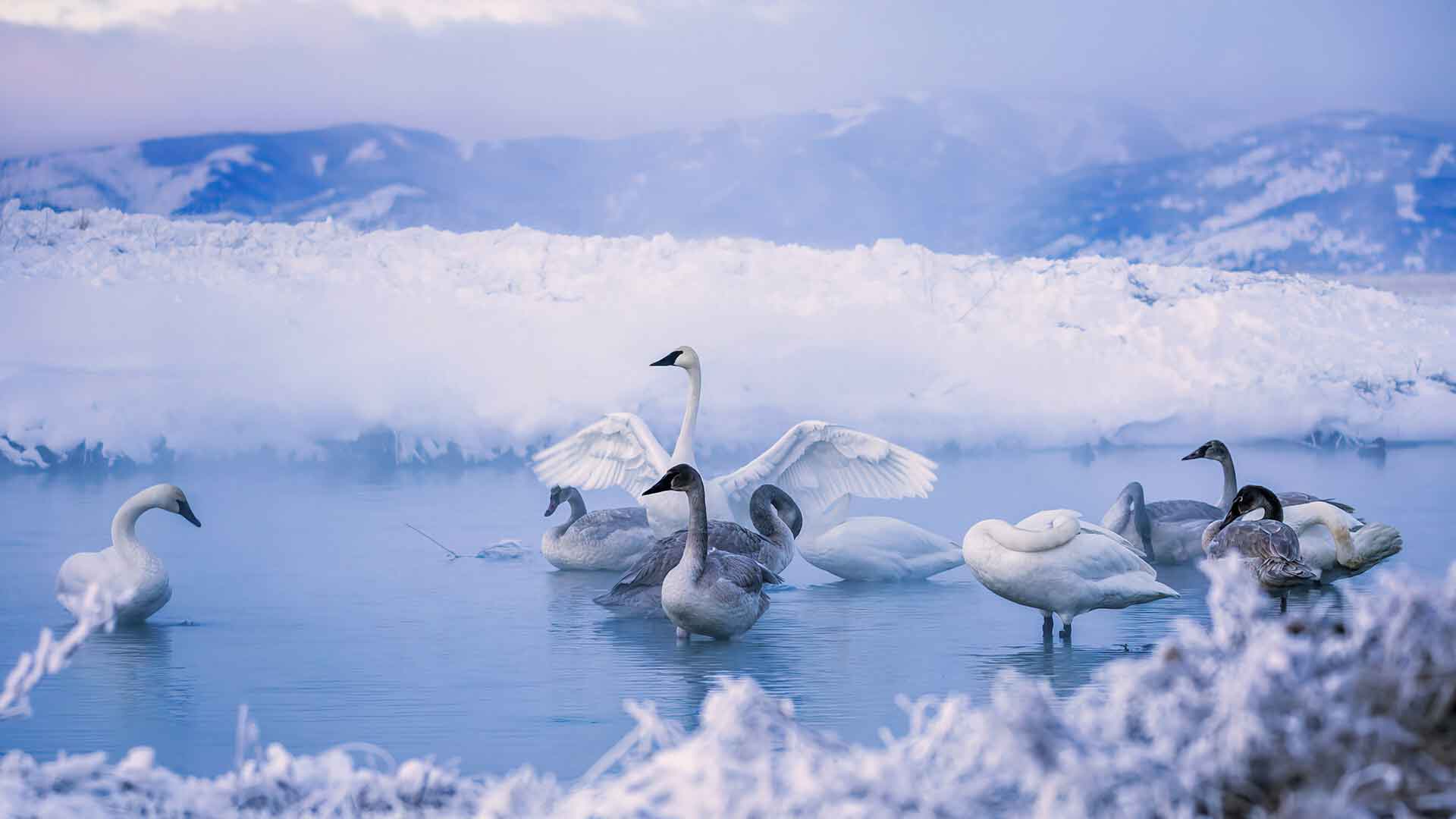 天鹅 鸟 动物 雪地 4K壁纸