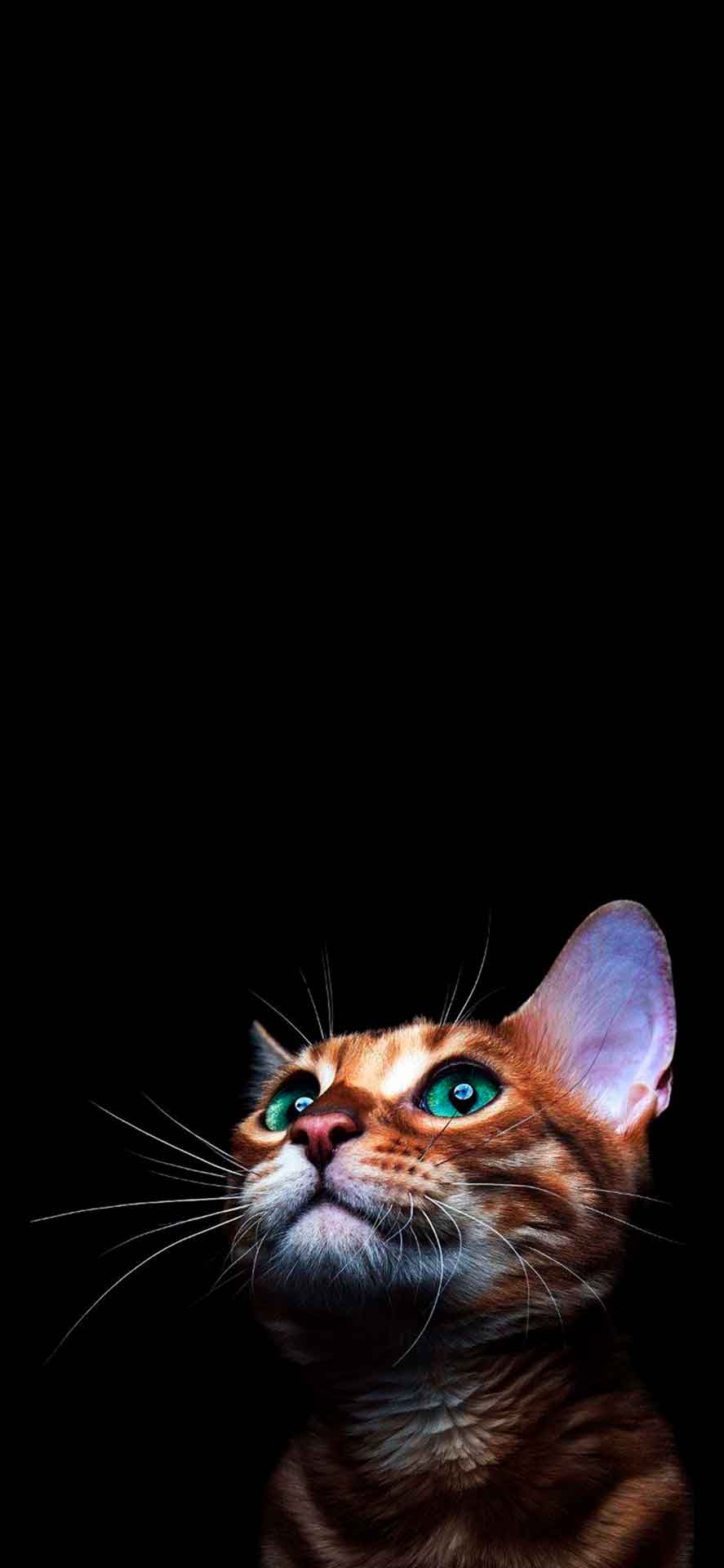 黑猫