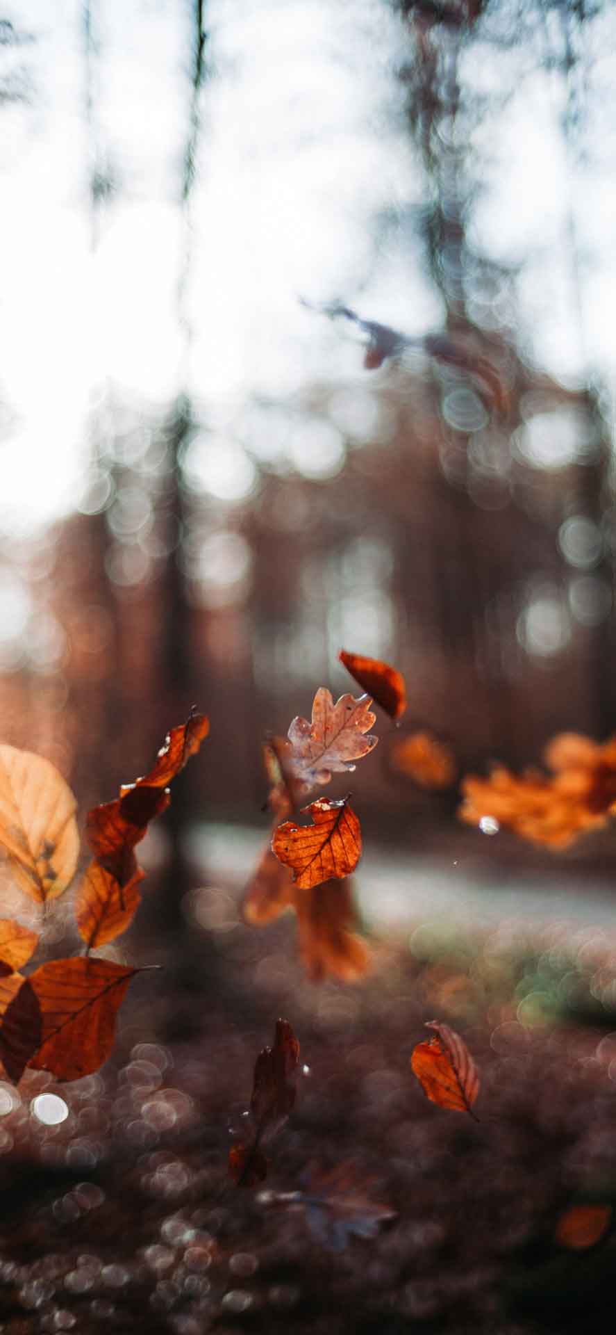 吹落的落叶 iPhone 壁纸