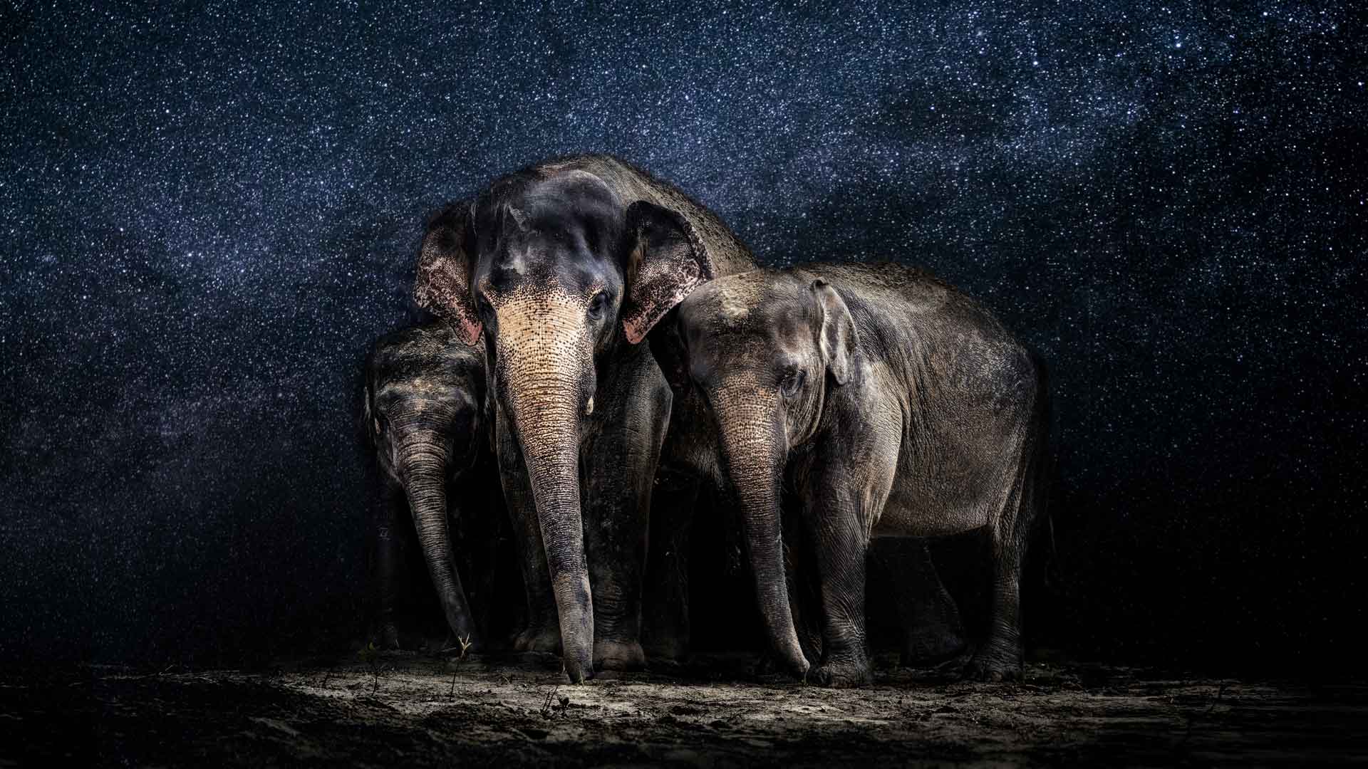 星空下的大象