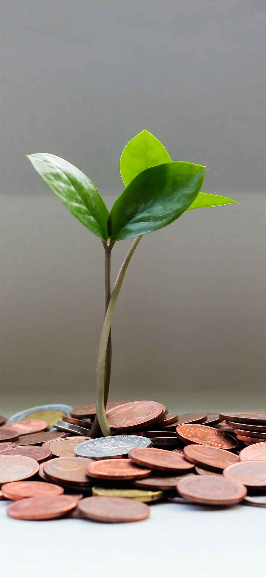 棕色圆形硬币壁纸