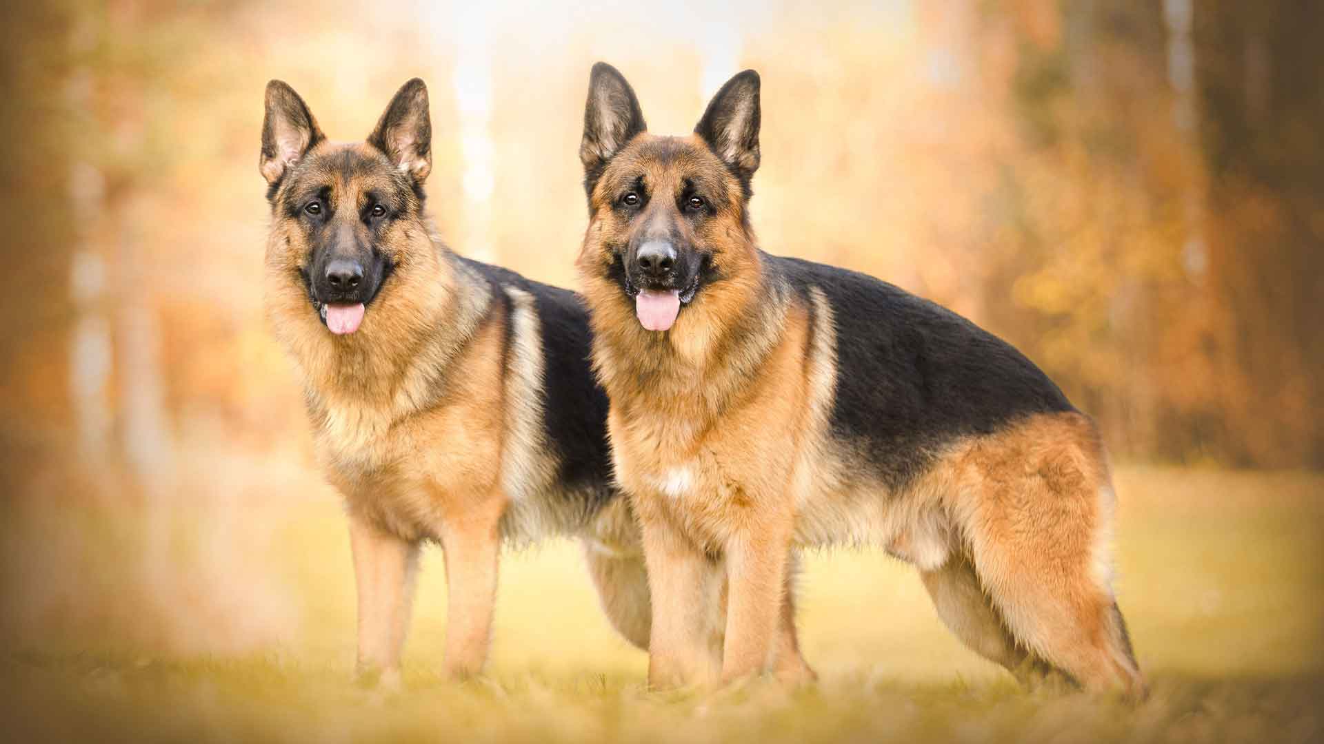 德国牧羊犬