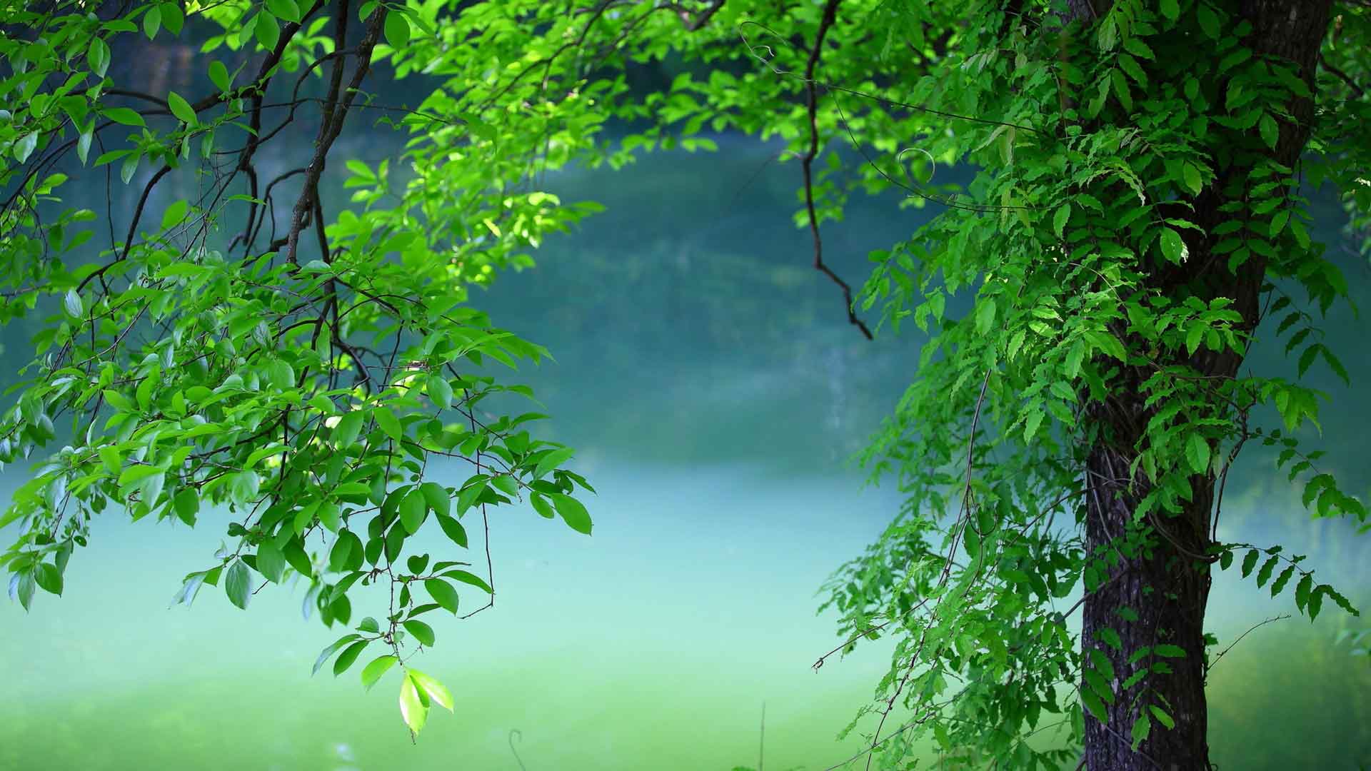 绿树