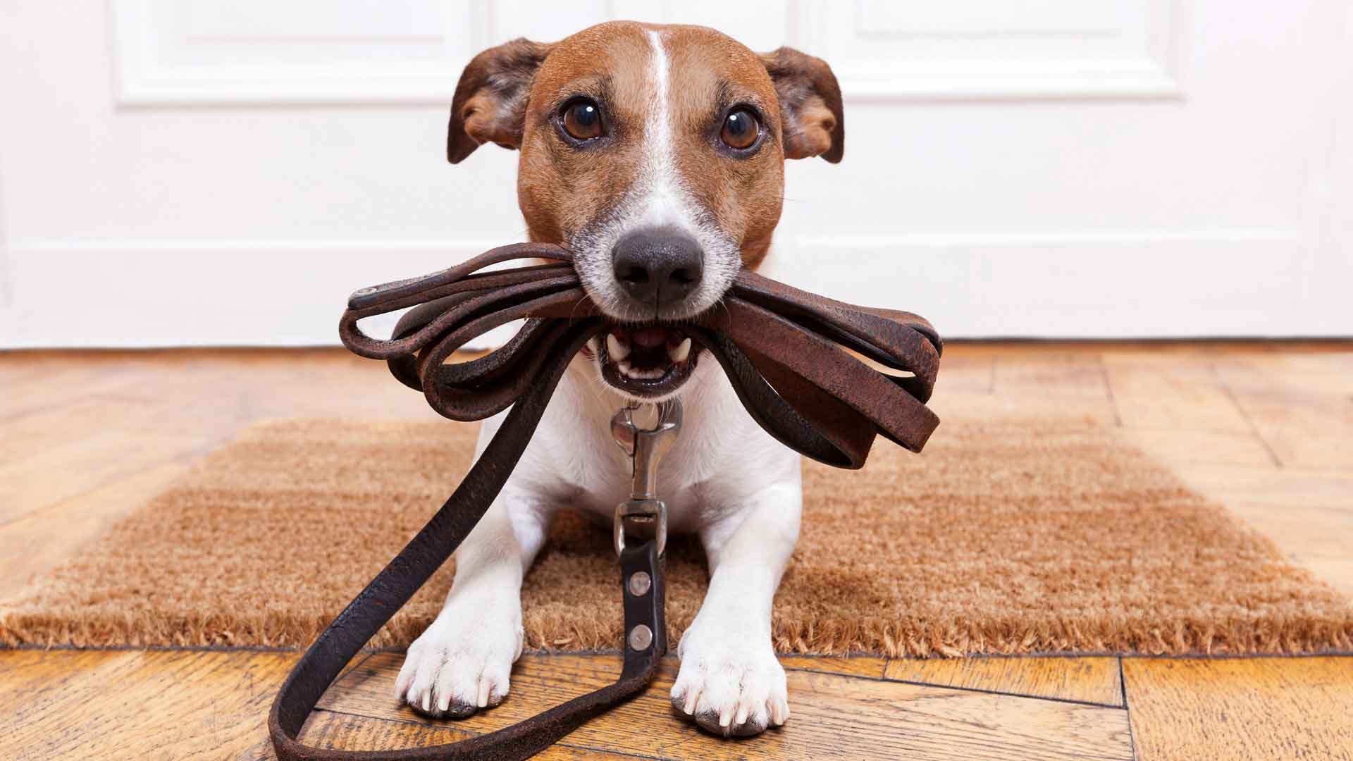 杰克罗素梗犬等待行走