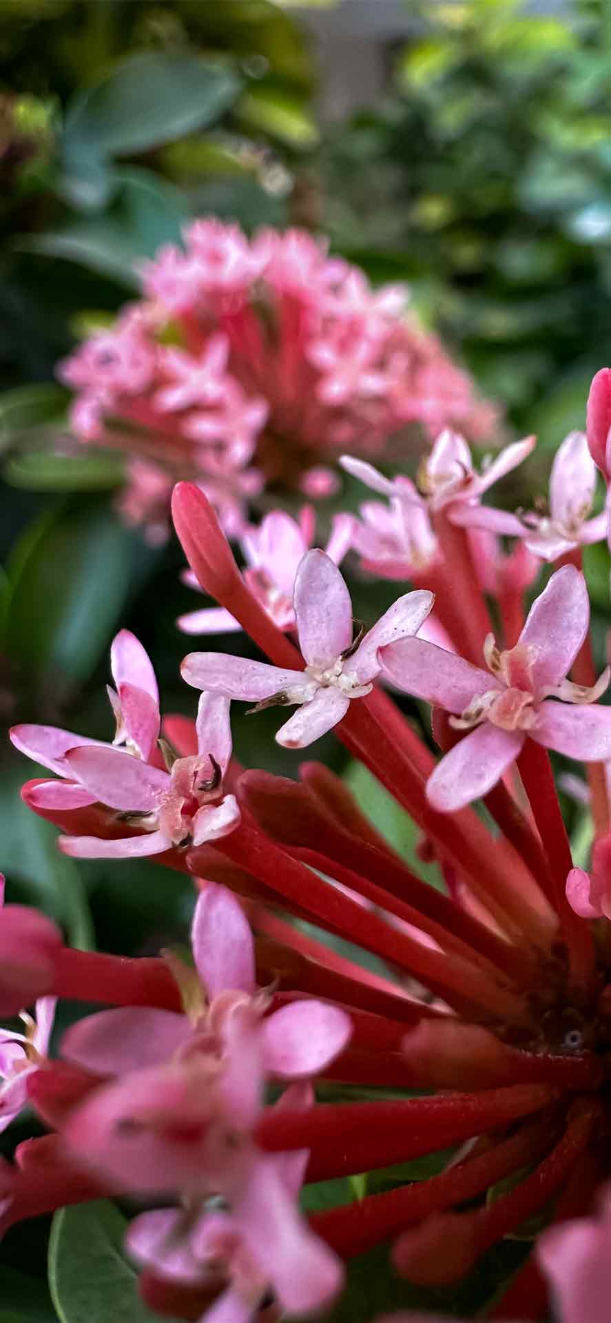 粉色阿育王花微距壁纸