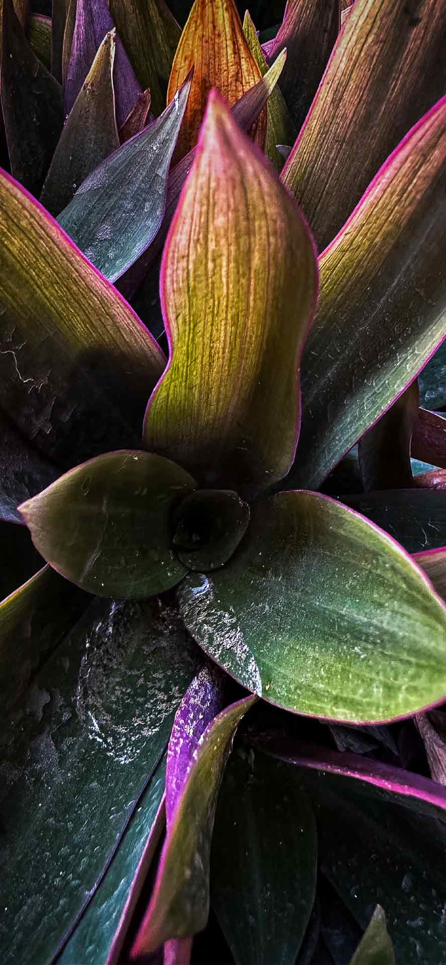 Rhoeo Oyster微距摄影壁纸