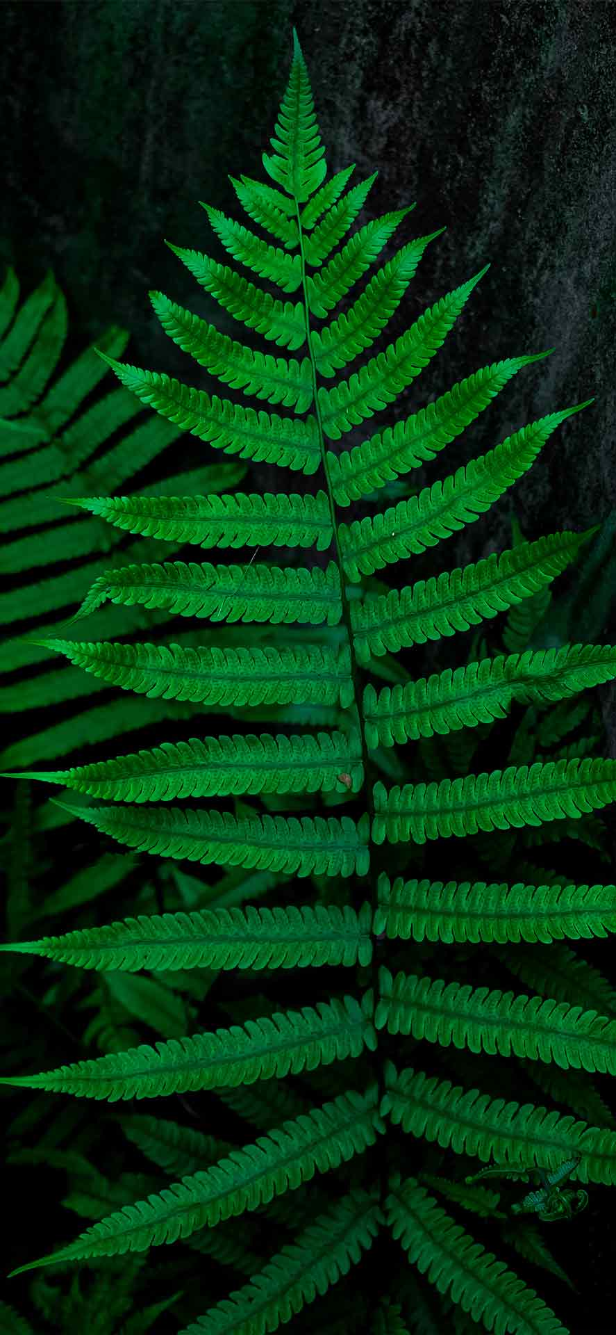 软树蕨微距摄影壁纸