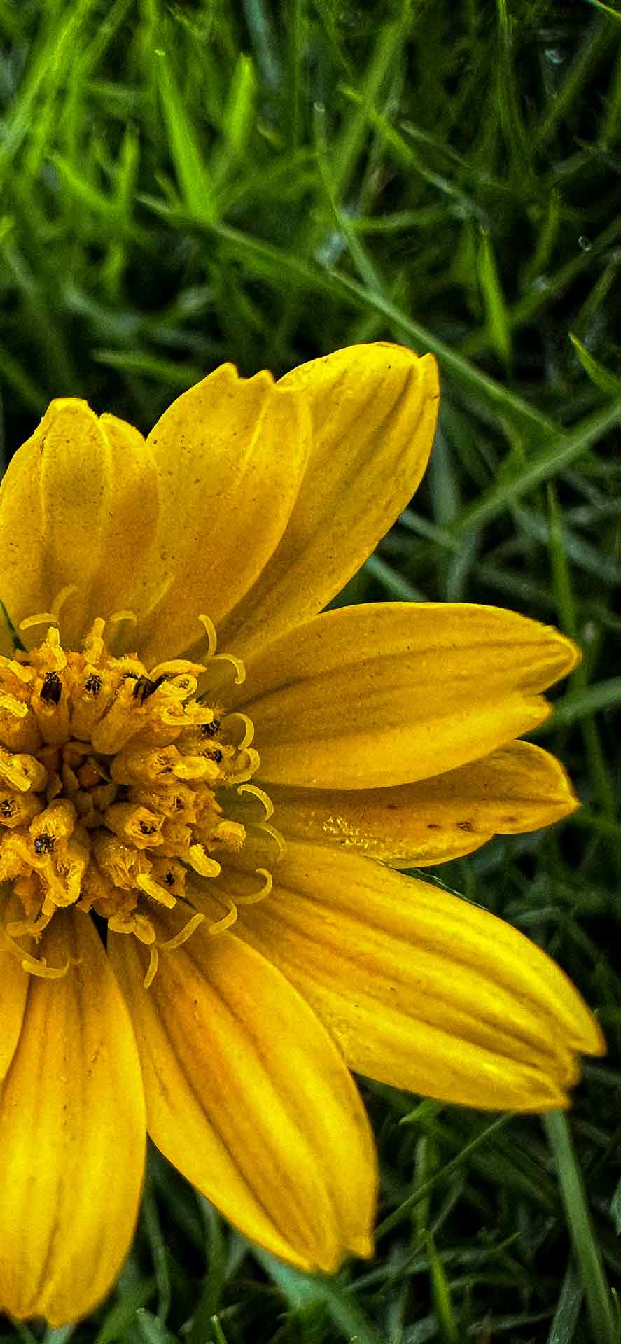 微距蟛蜞菊花卉摄影壁纸