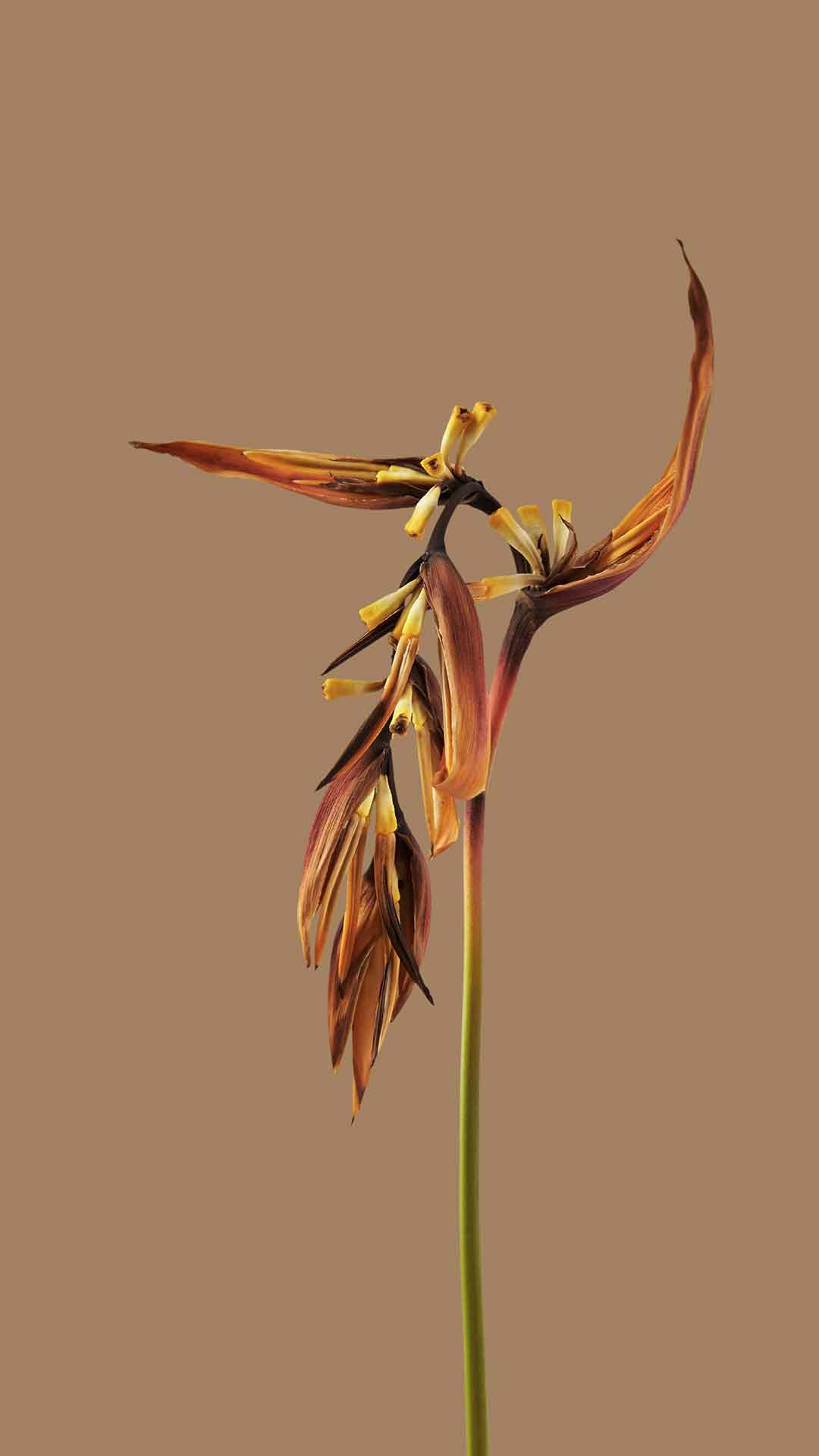 小米HyperOS壁纸 17