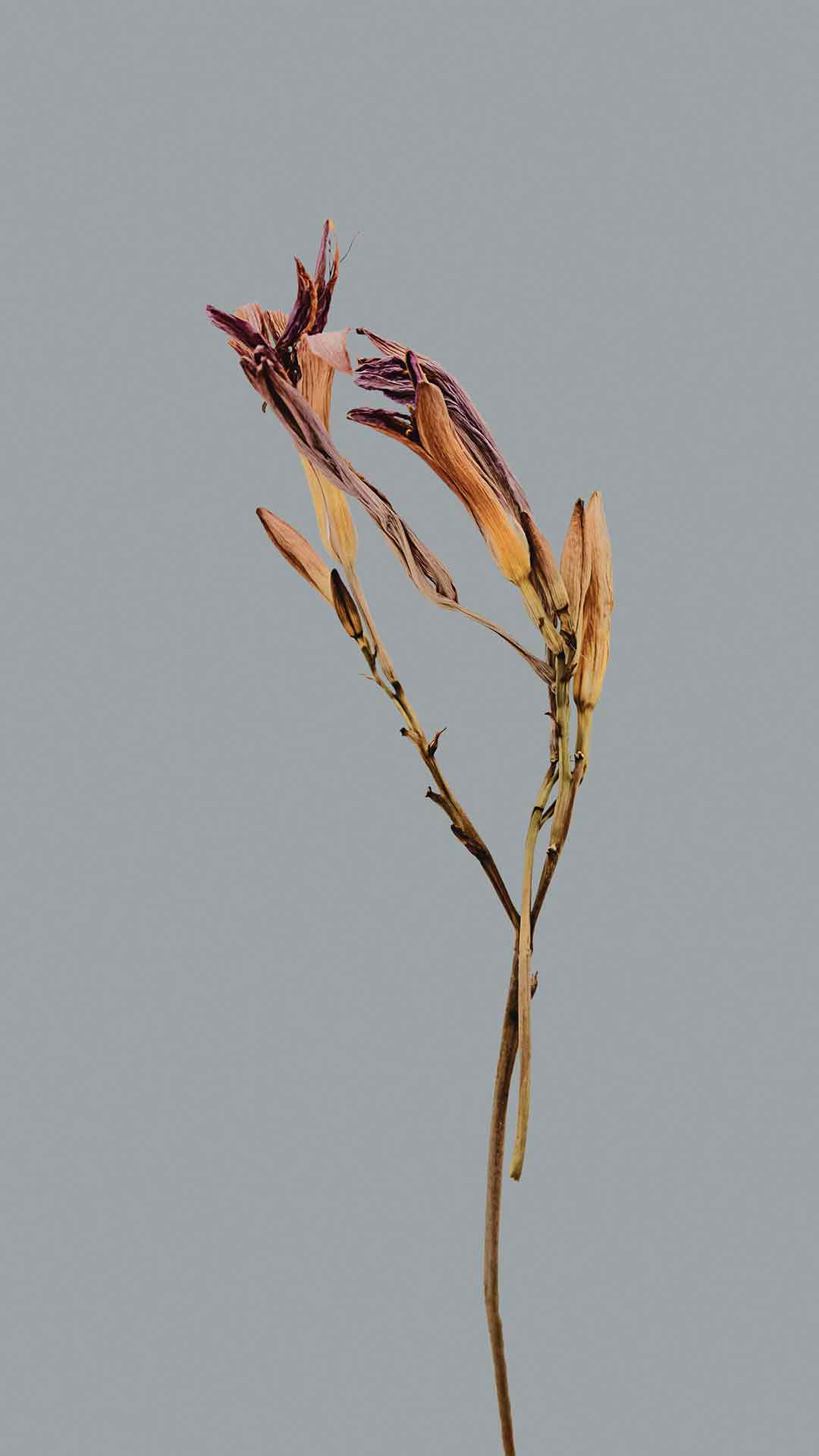 小米HyperOS壁纸 18