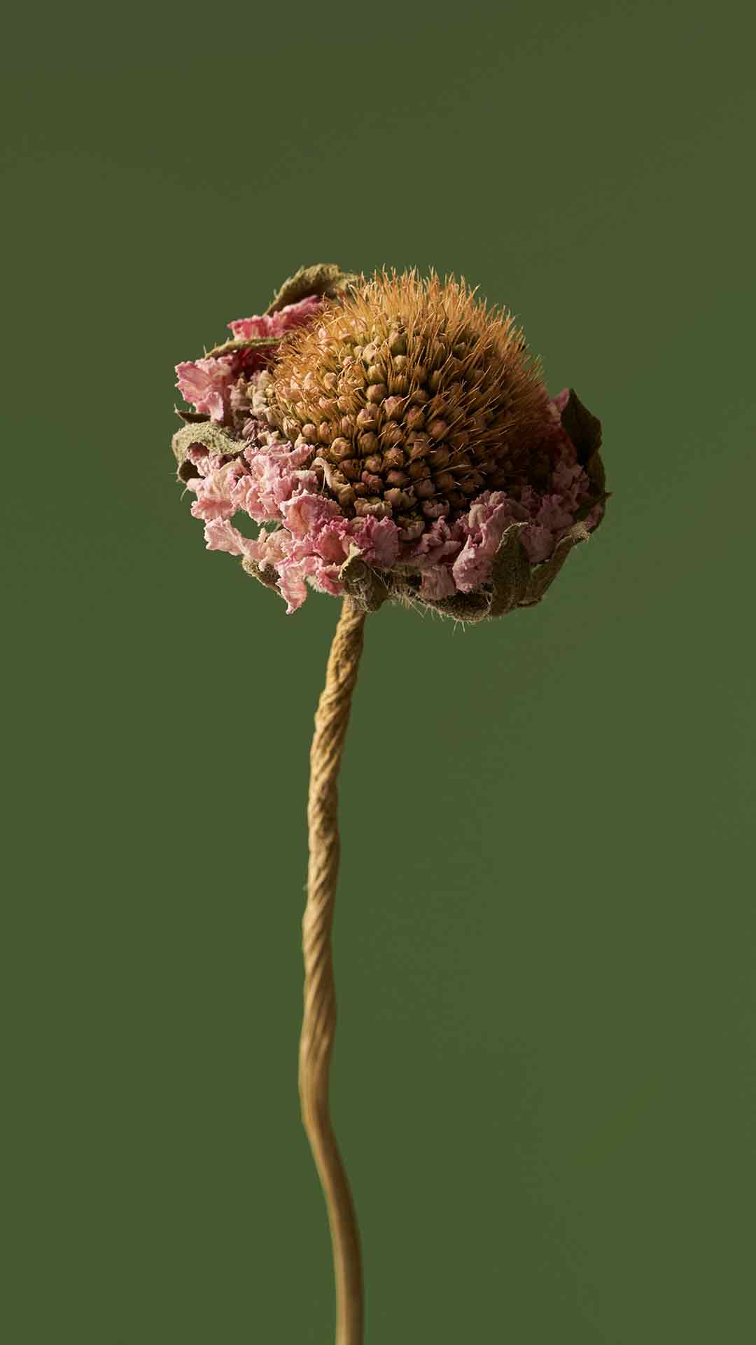 小米HyperOS壁纸 21