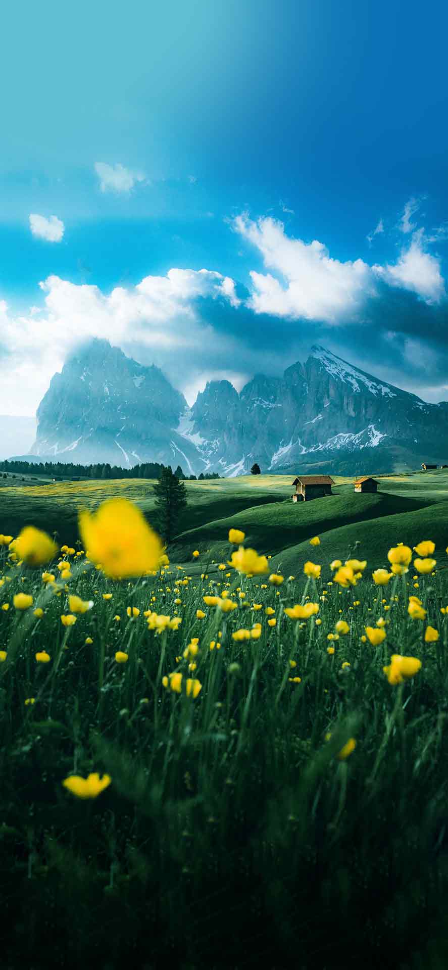 花田风景壁纸