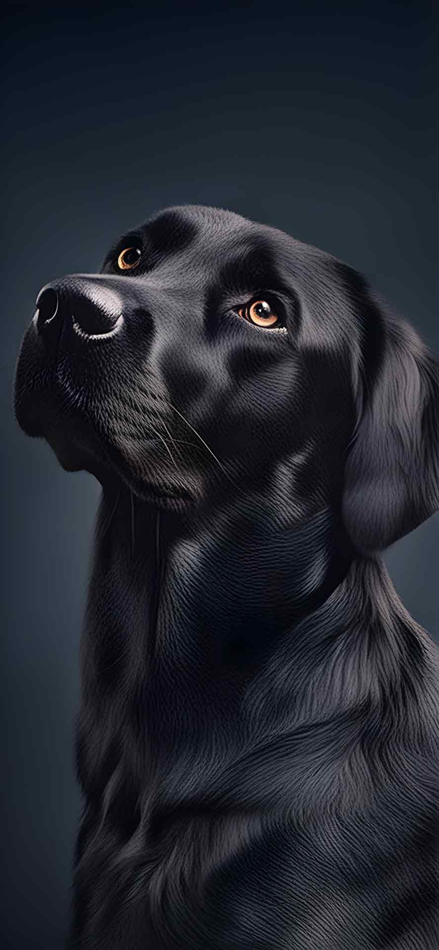 深度效果的 iPhone 黑狗壁纸 03