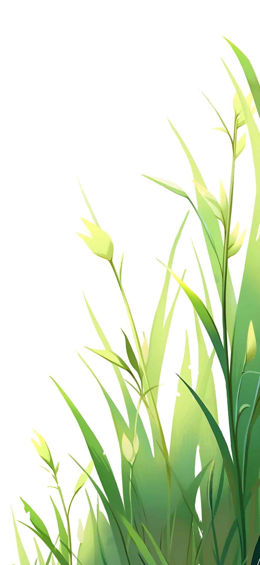 白色背景壁纸上温柔的绿草