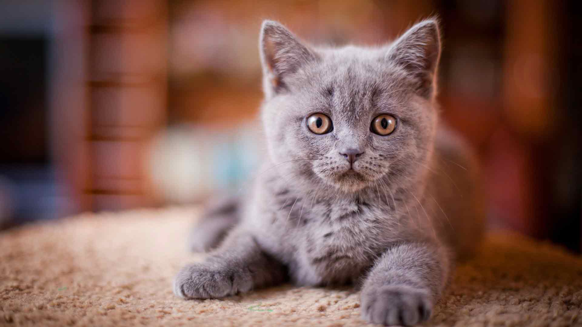英国短毛猫