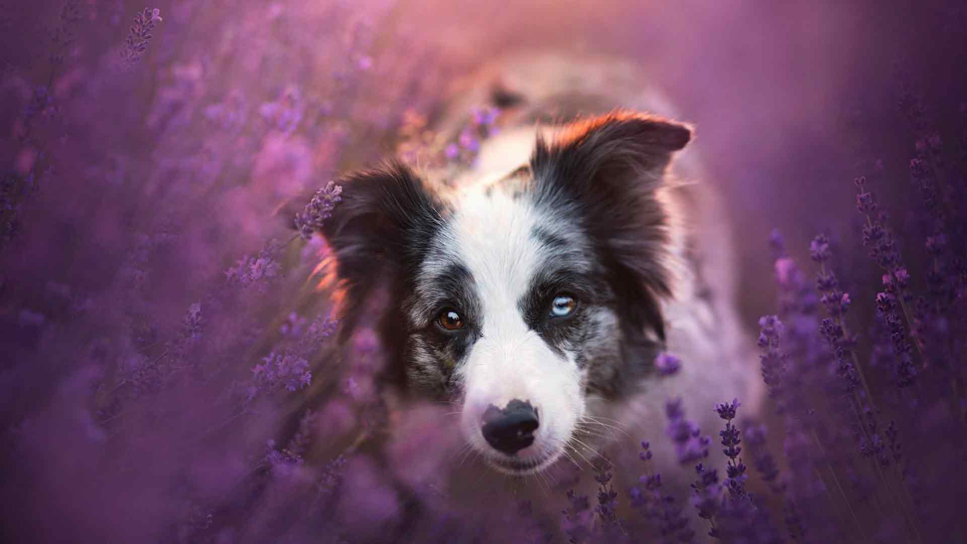 薰衣草间的边境牧羊犬