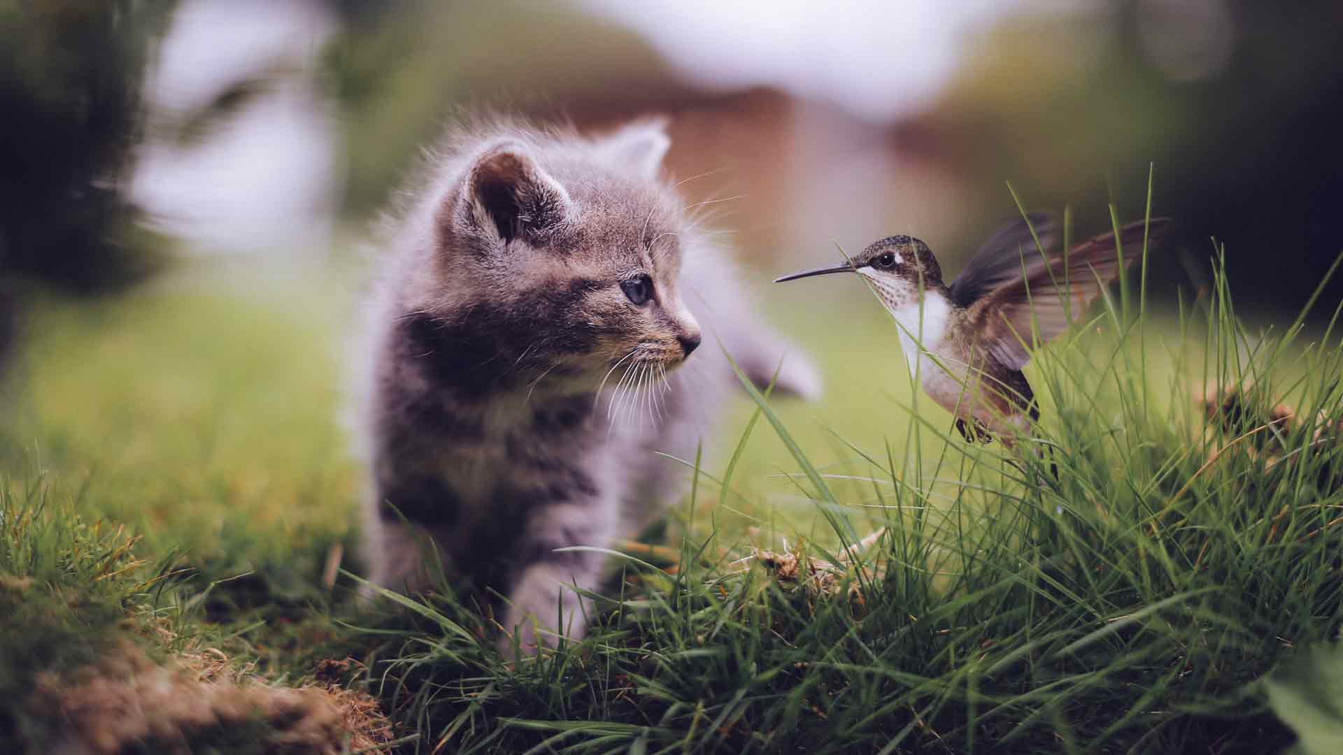 猫和蜂鸟