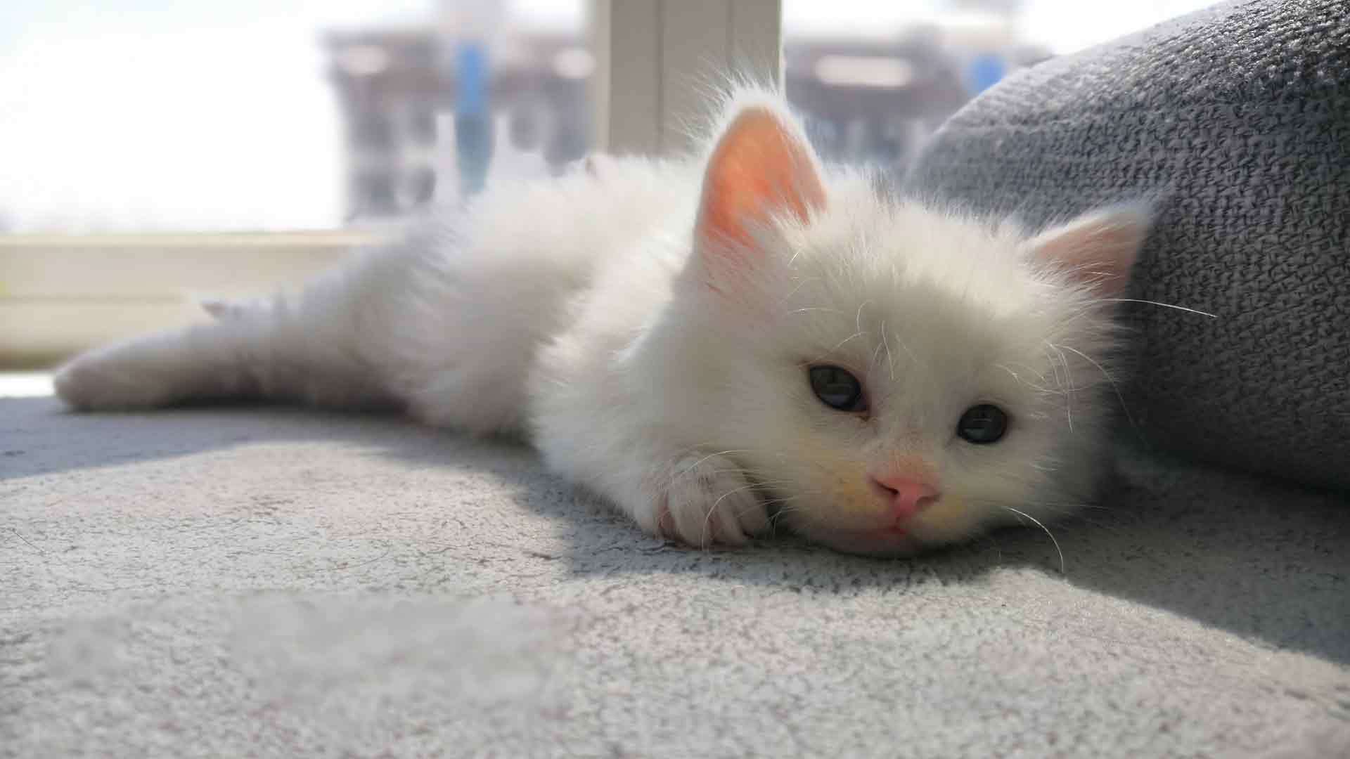 小奶猫