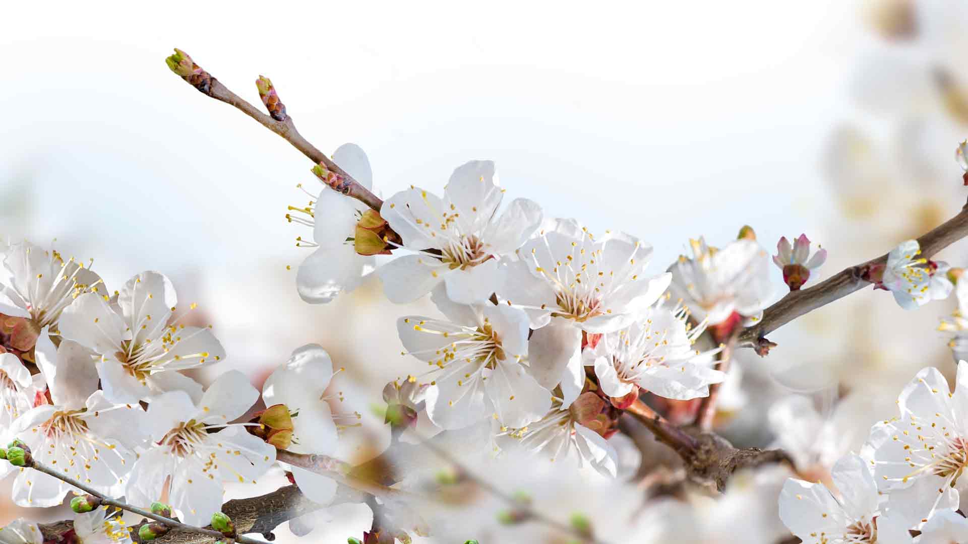 春天 开花 树枝 花 白色 4k
