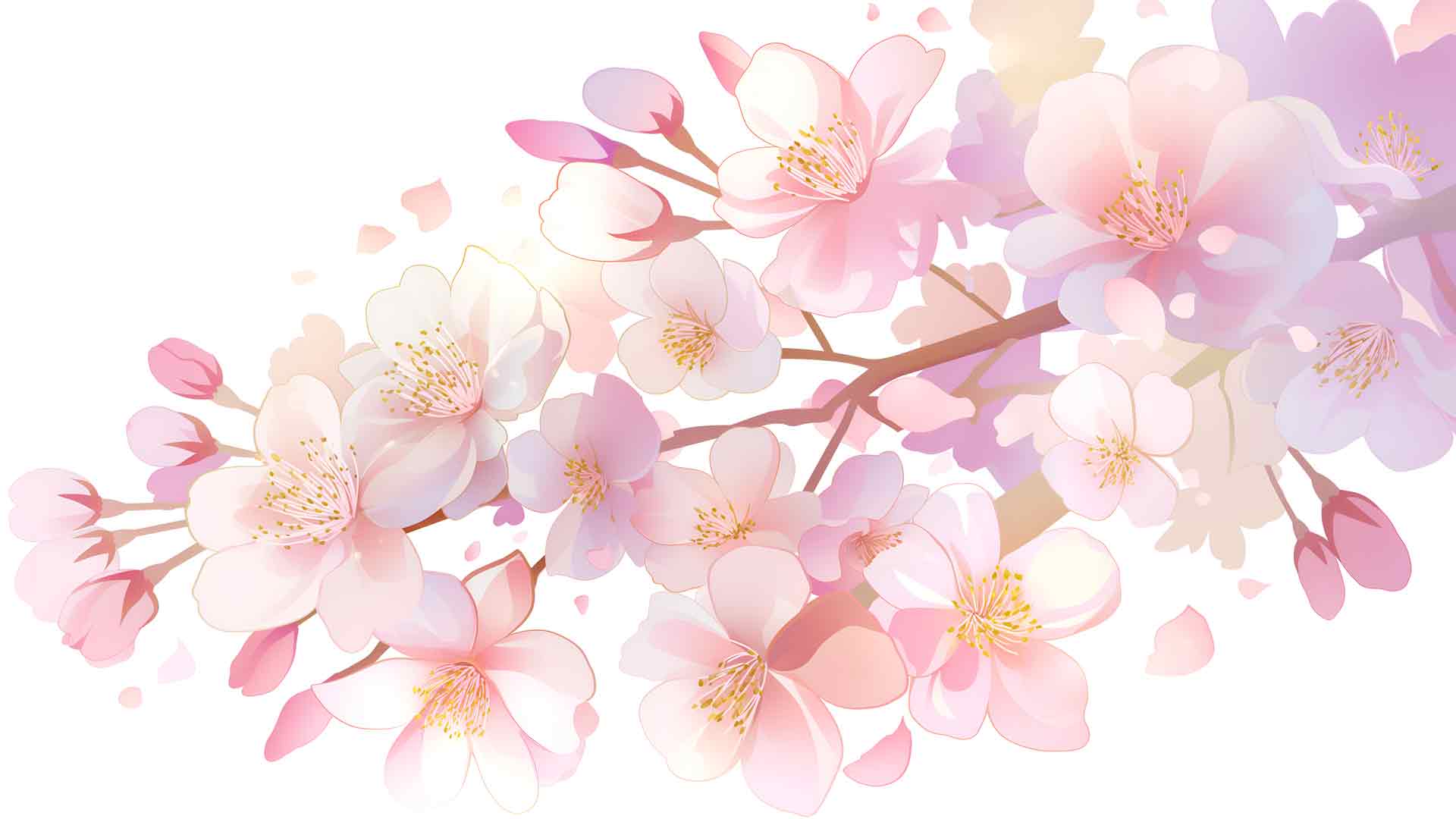 盛开的苹果树枝白色桌面壁纸