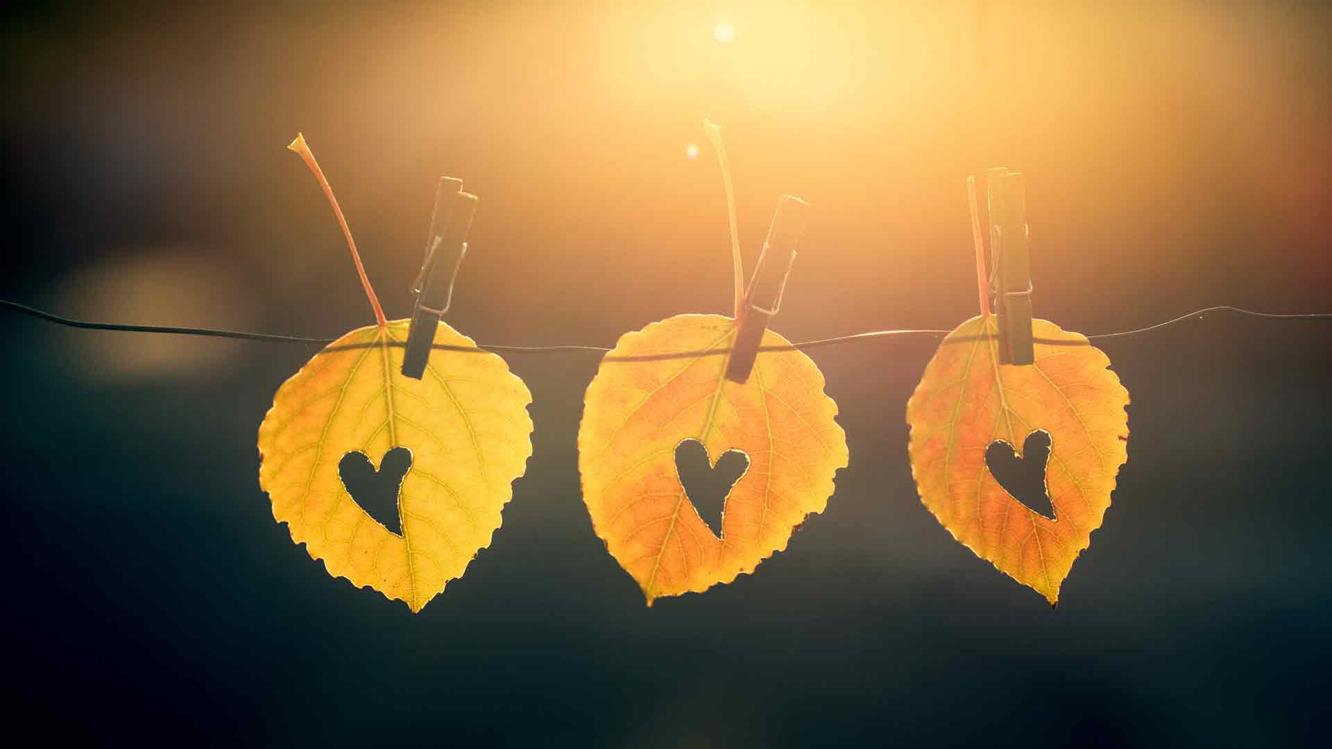 树叶和初秋早晨的光线