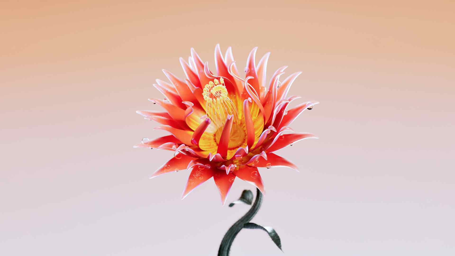 红王普罗蒂亚花壁纸
