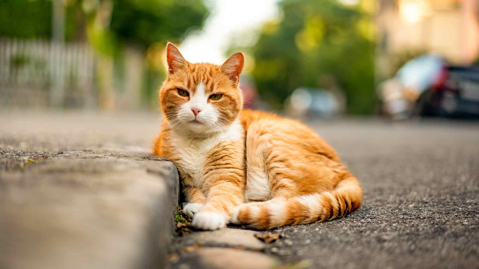 瑞士伯尔尼街头可爱的小黄猫