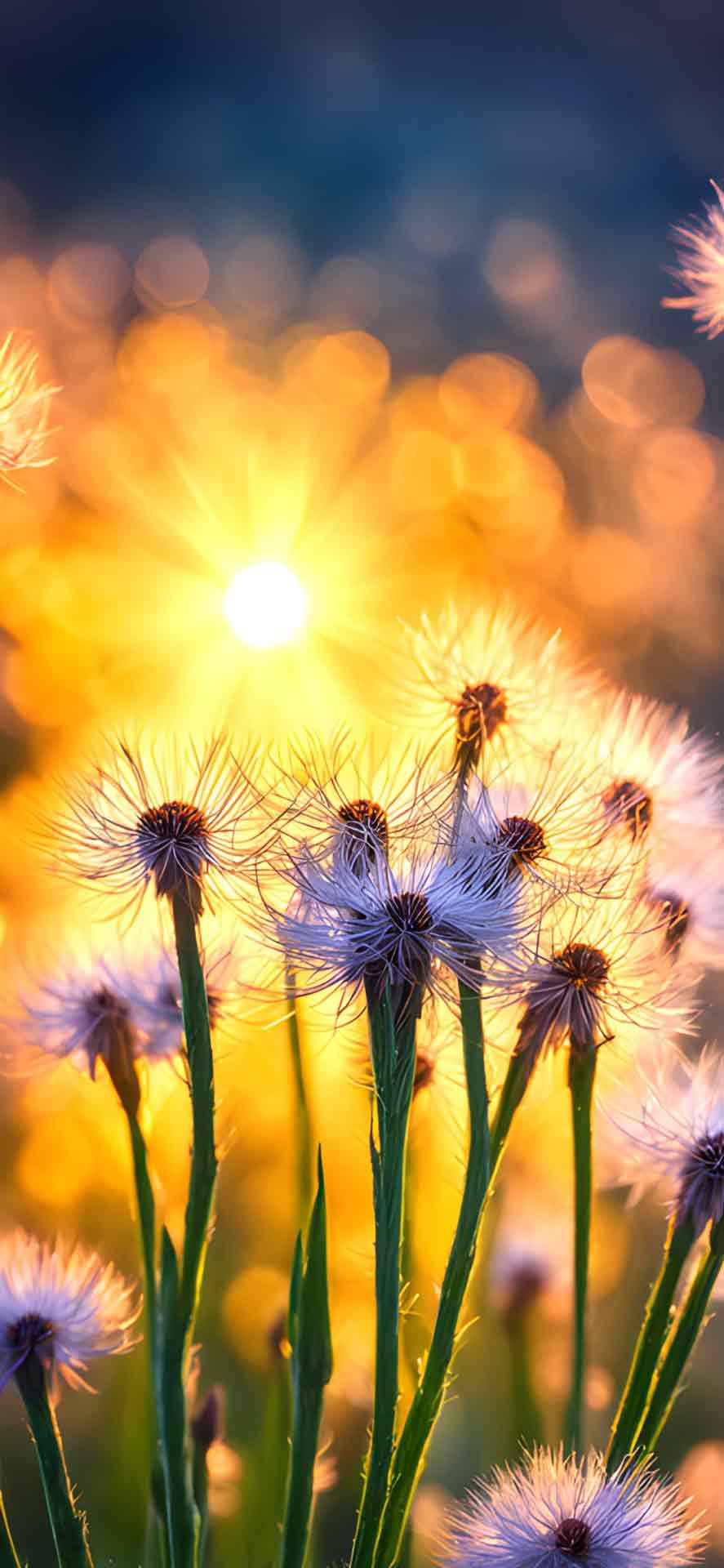 iPhone 的蒲公英壁纸 07
