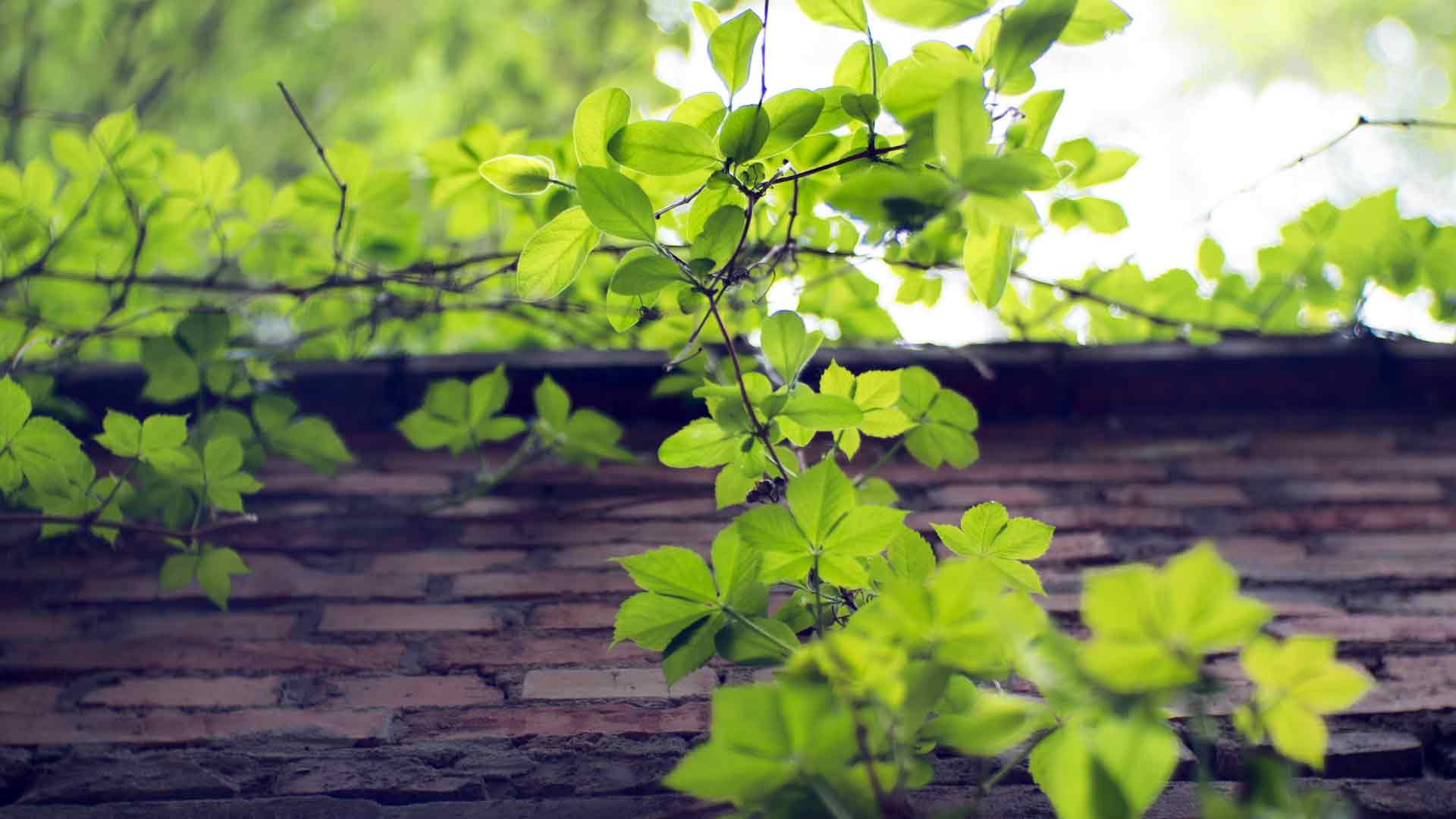 绿色植物常春藤叶 4K 特写