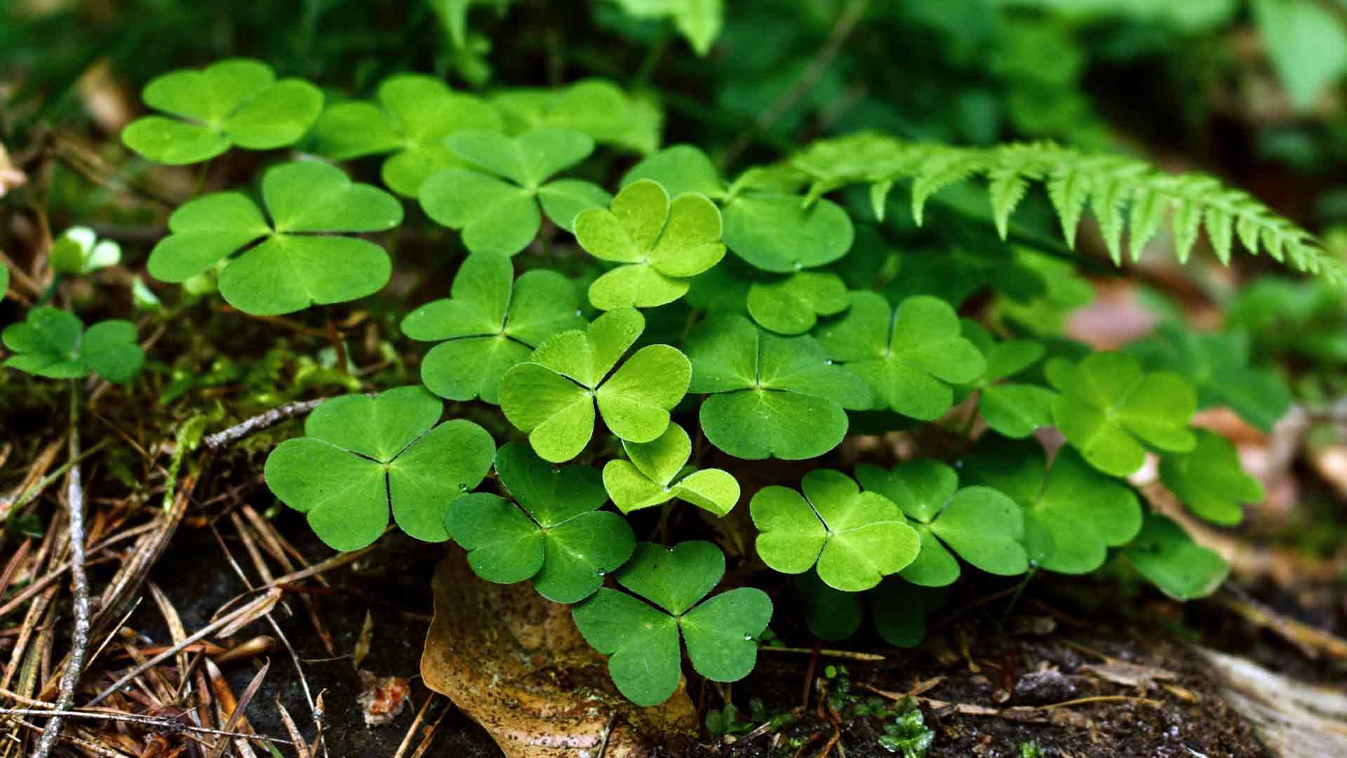 丛林湿绿色四叶草高清特写