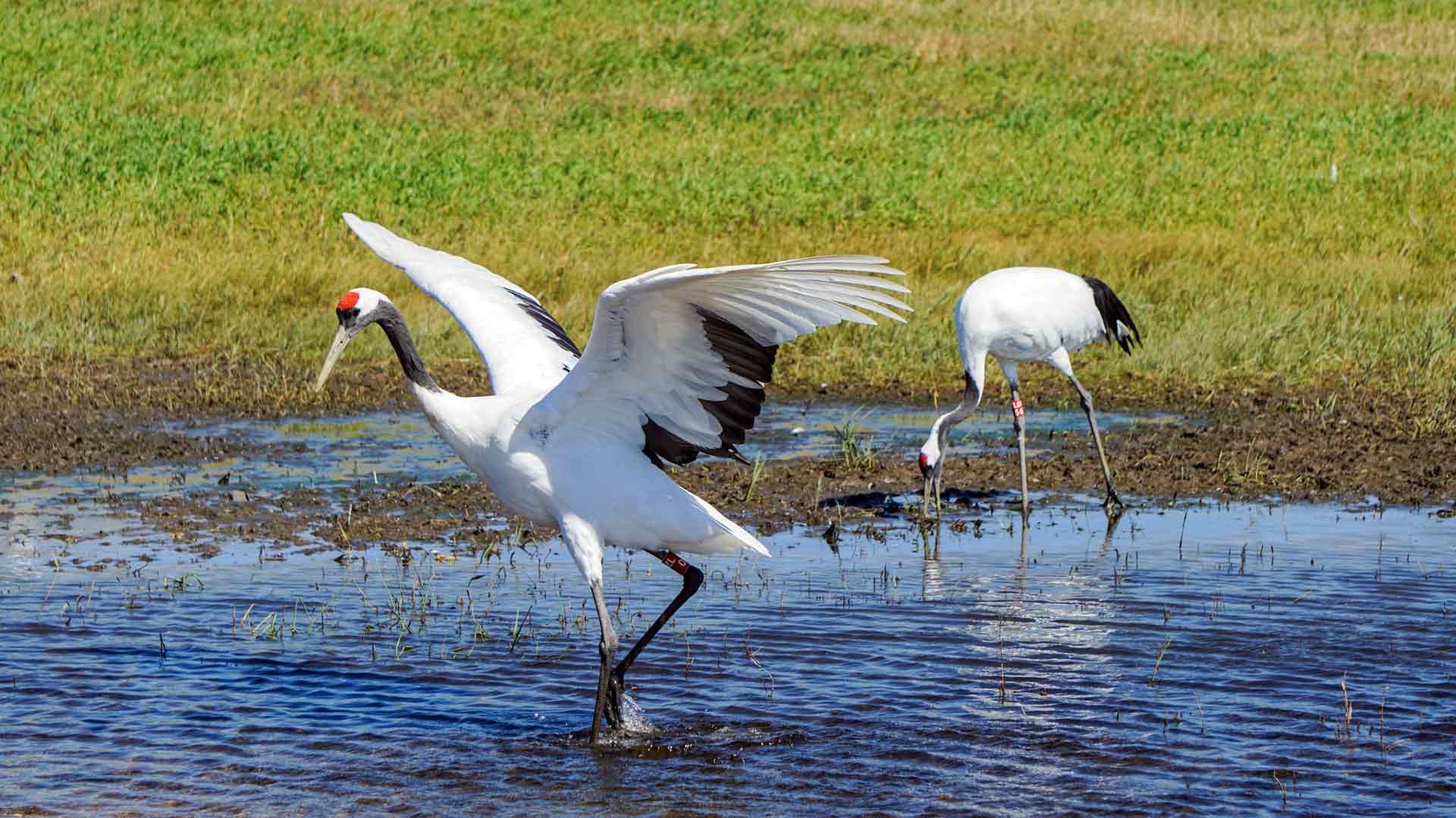 丹顶鹤 扎龙湿地 齐齐哈尔 中国