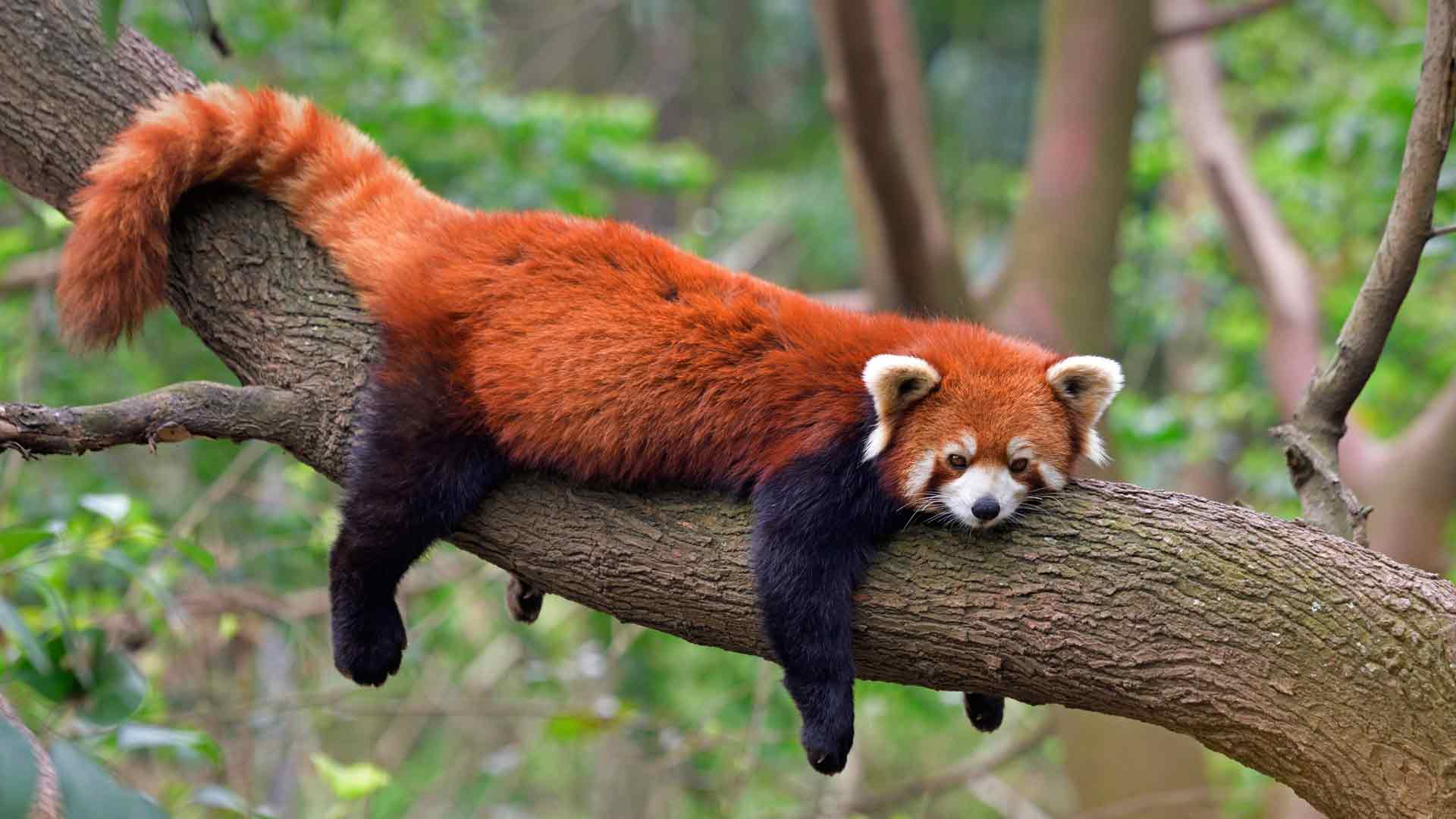 小熊猫中国动物世界高清写真