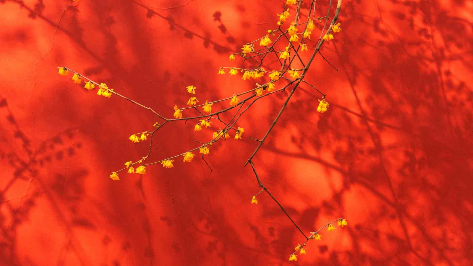 红墙黄花阳光故宫