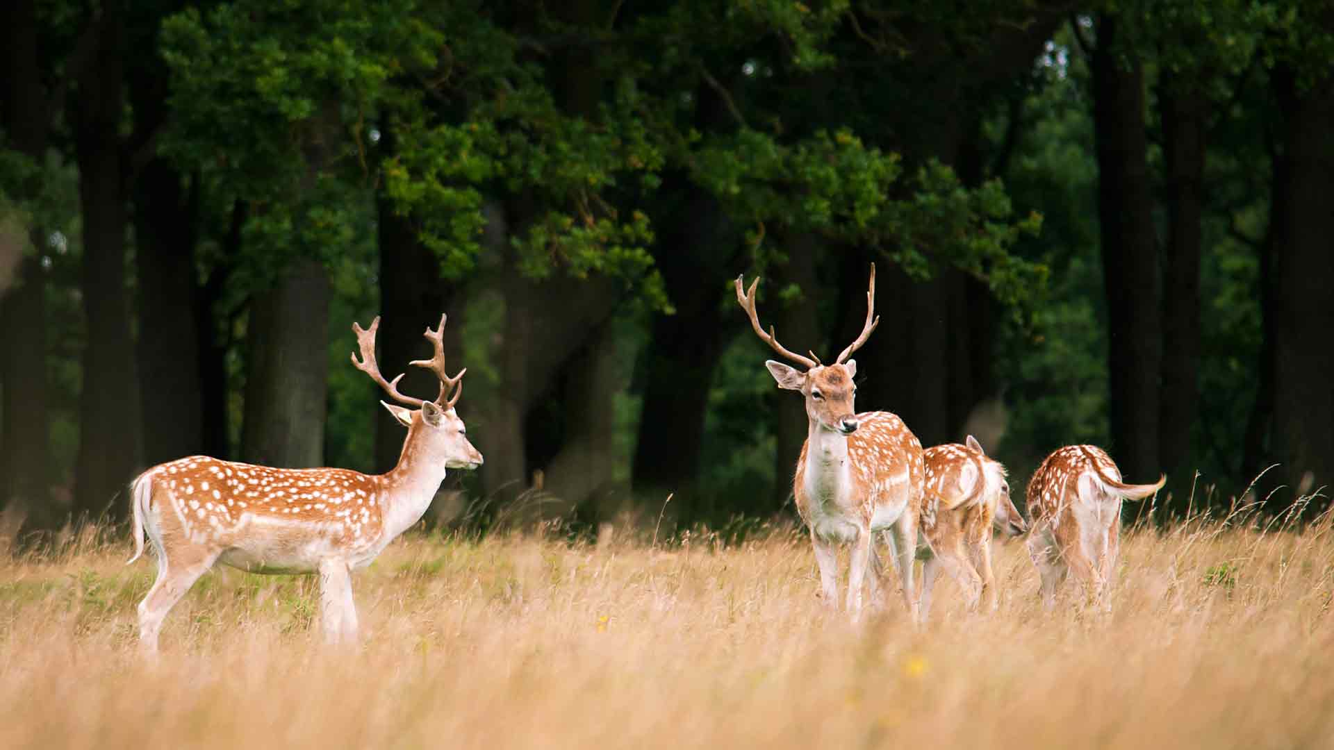 梅花鹿 凤凰公园 都柏林 爱尔兰 5K