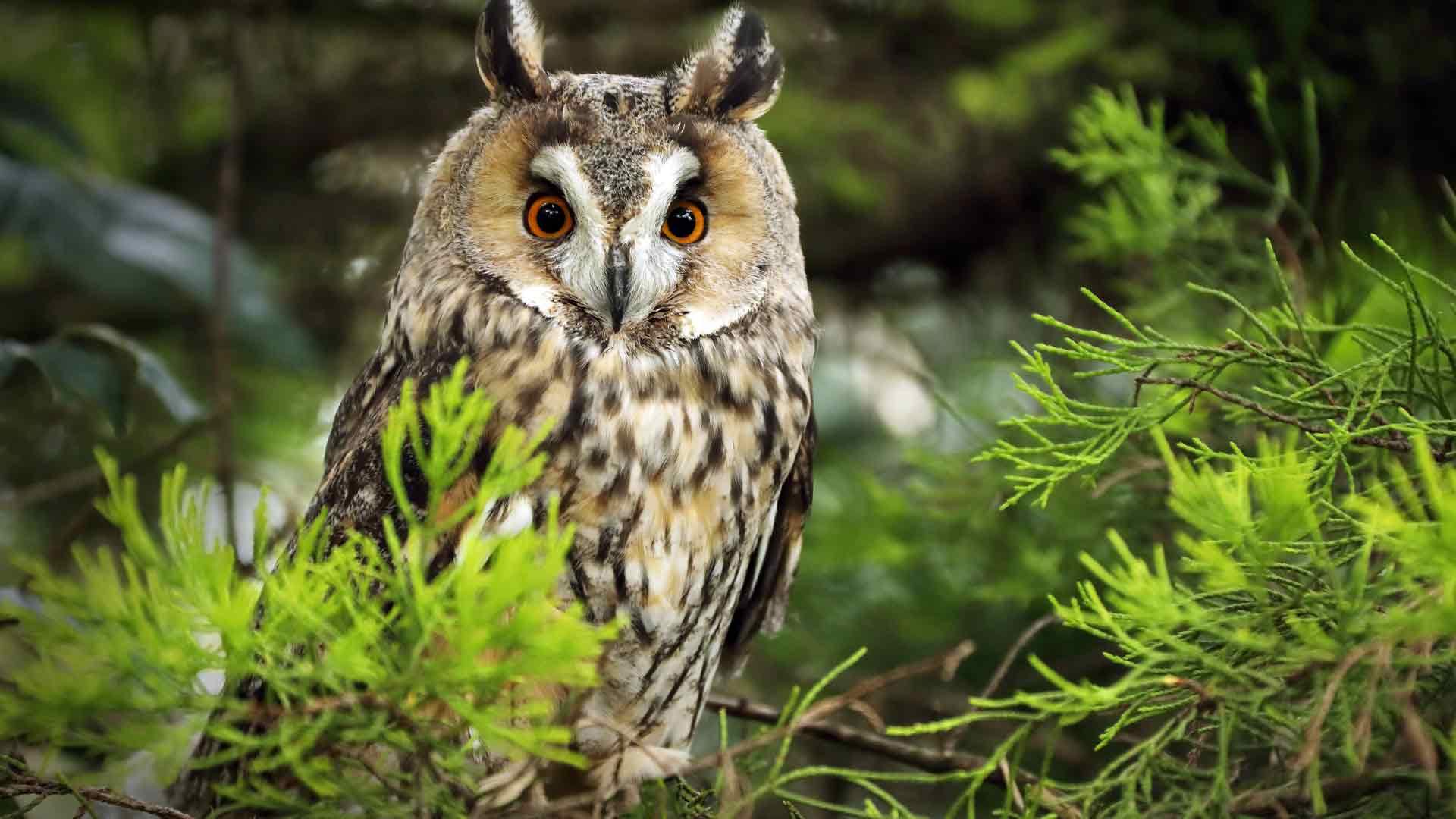 猫头鹰，捕食者，丛林，动物，高清，照片