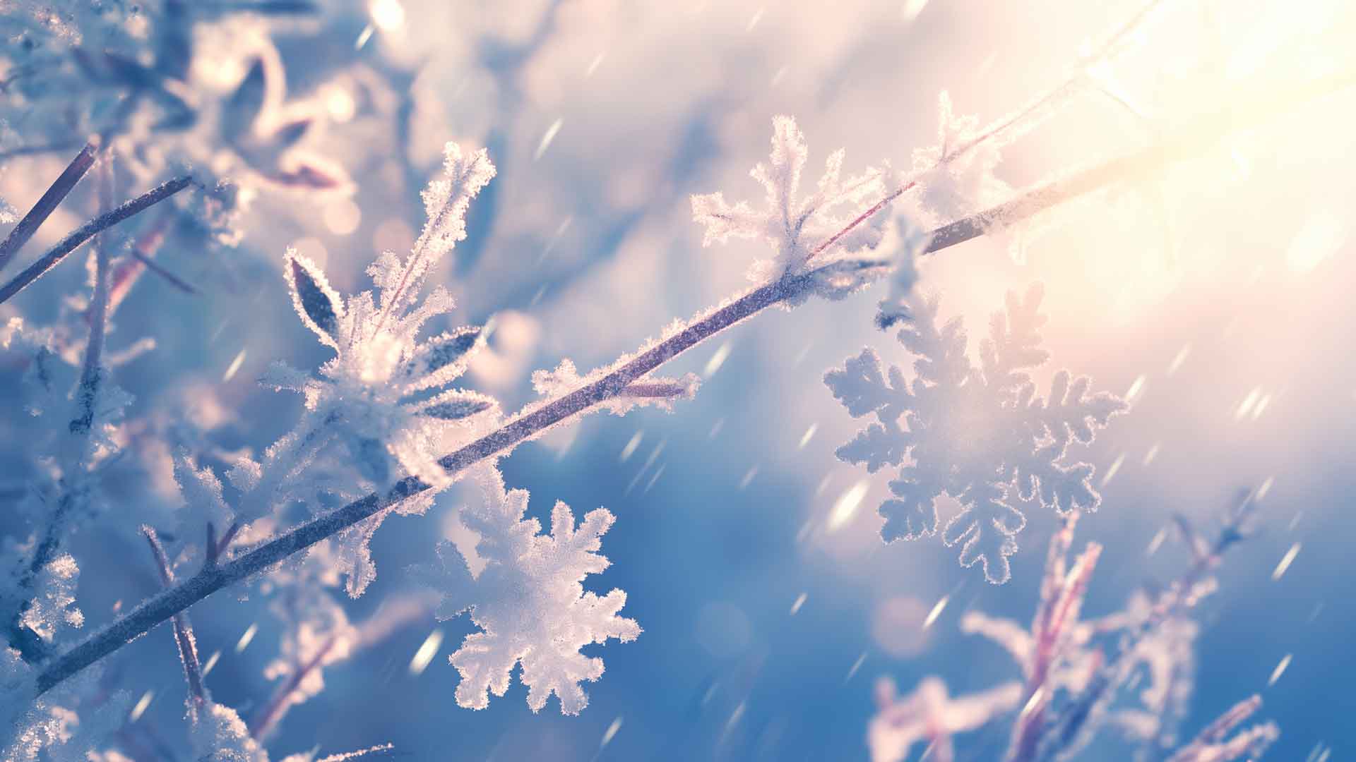 冬季树枝上的雪花桌面壁纸