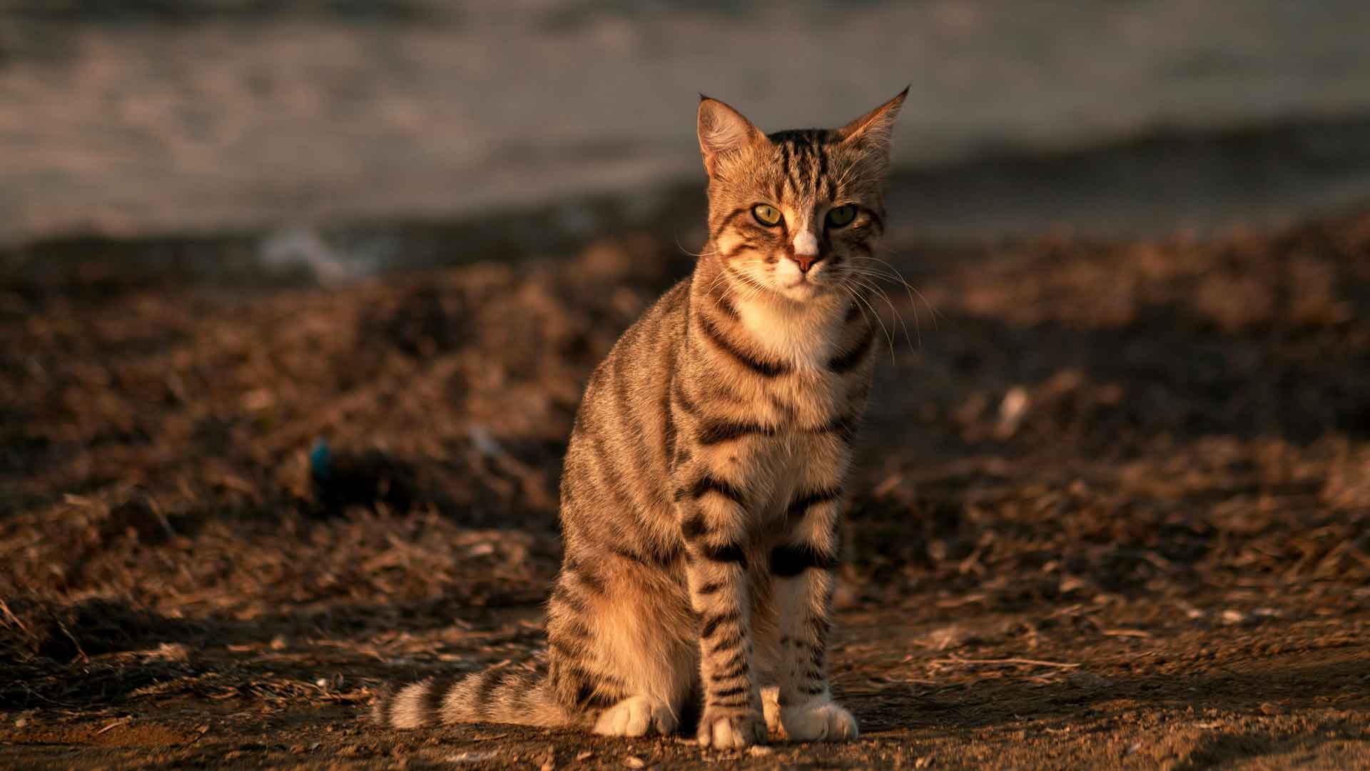 猫，可爱，猫科动物，人类朋友，动物，5K