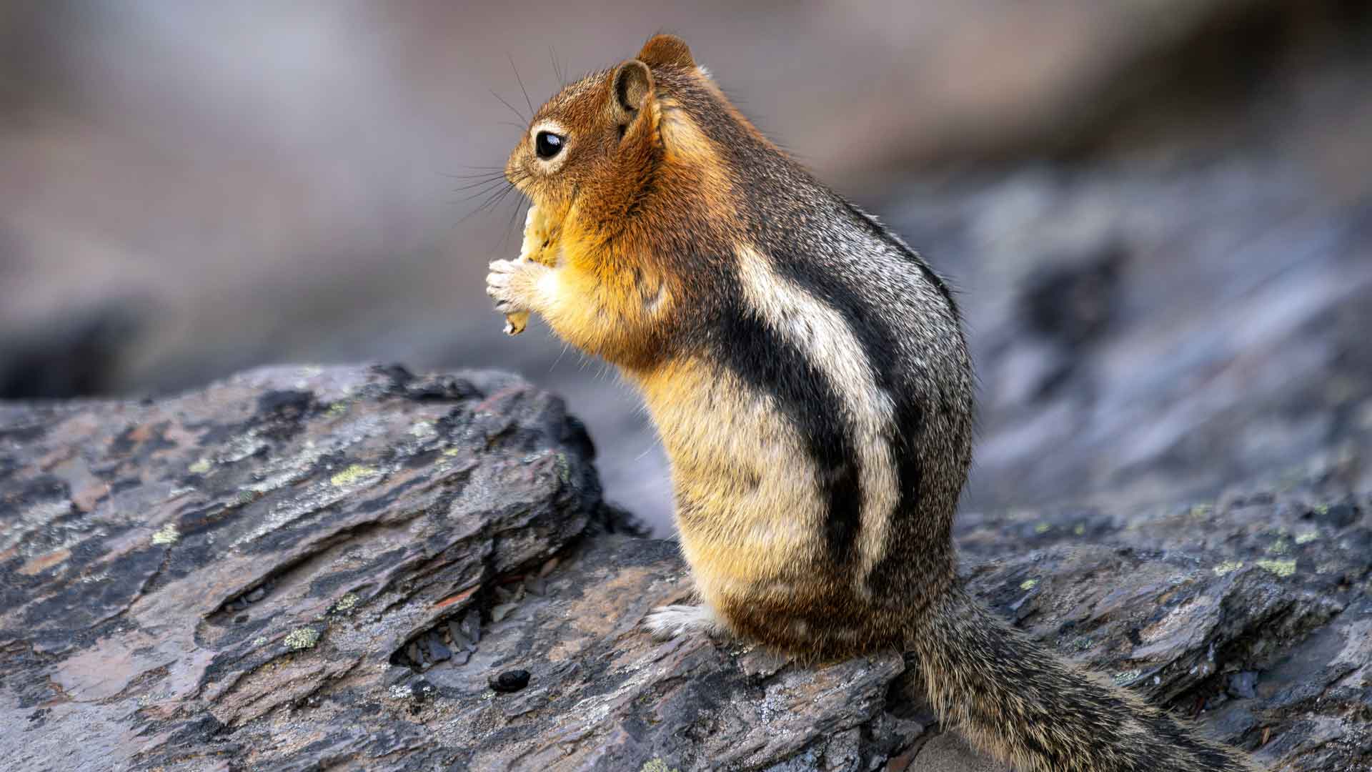 可爱的松鼠，梦莲湖，阿尔伯塔省，加拿大，5K