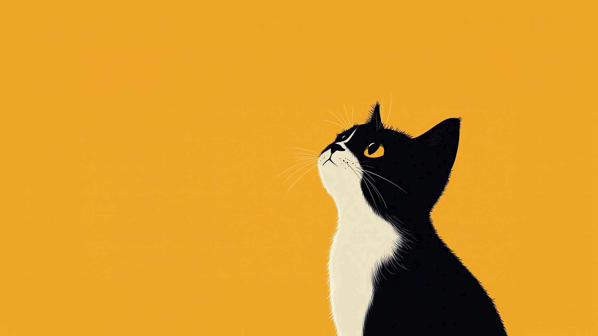 小猫 可爱的 可爱的 极简主义者 纯色背景